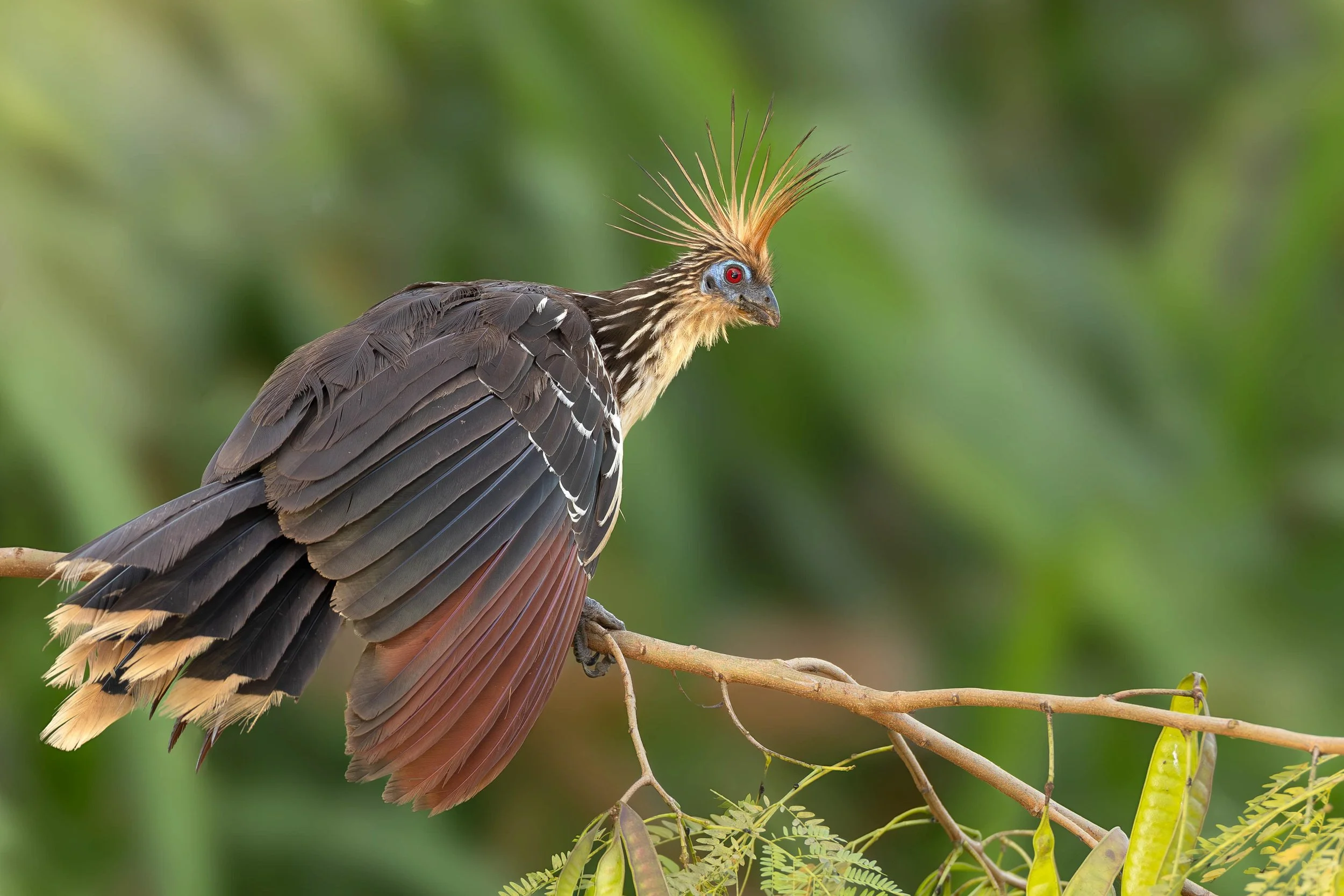 Hoatzin, Peru