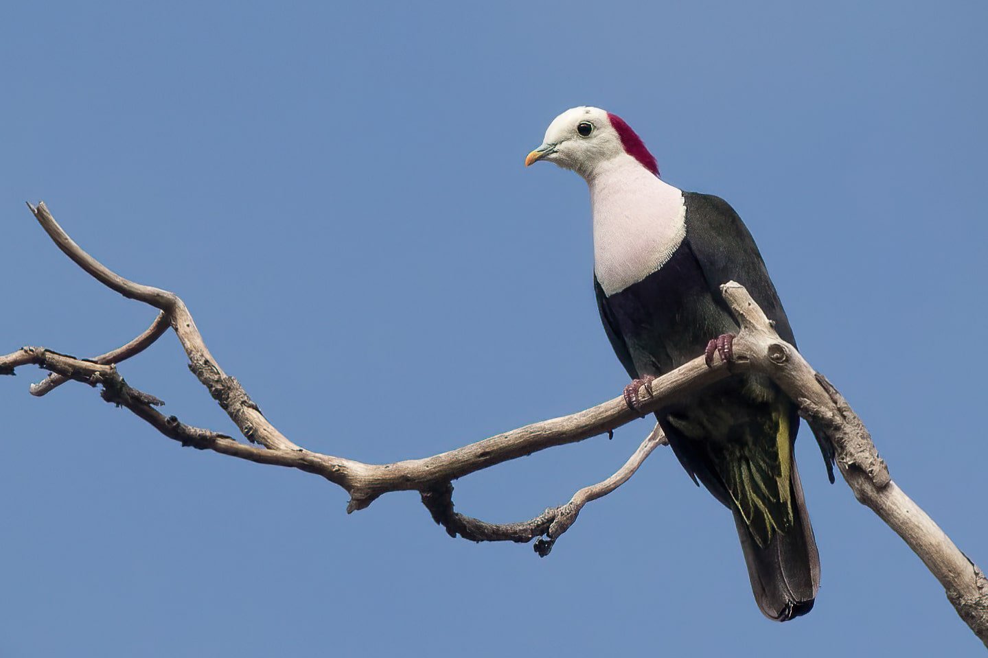 Red-naped Fruit Dove - Sumba, Indonesia