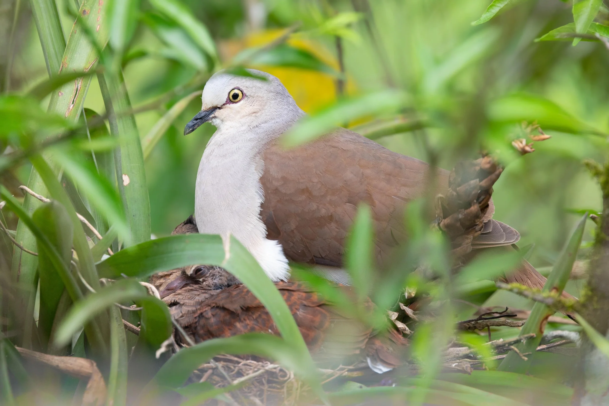 Pallid Dove, Ecuador