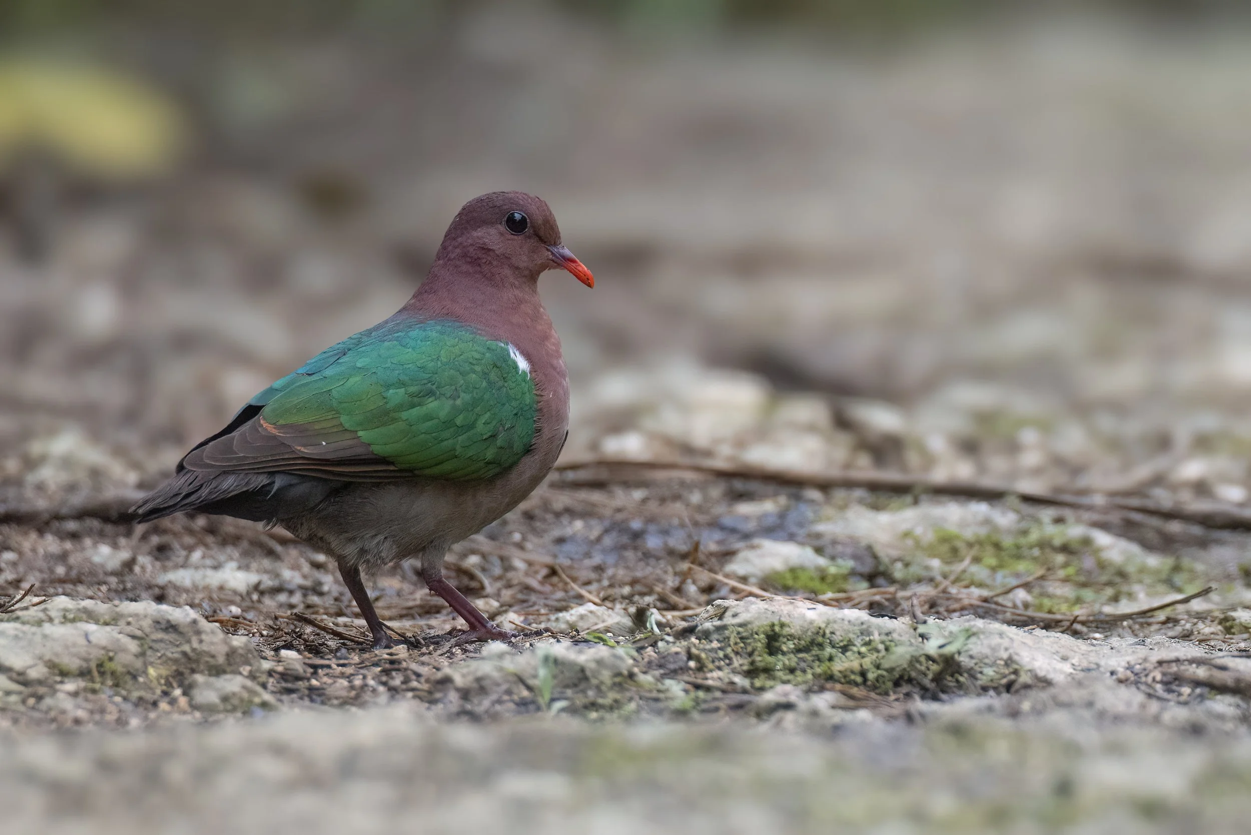 Pacific Emerald Dove, Vanuatu