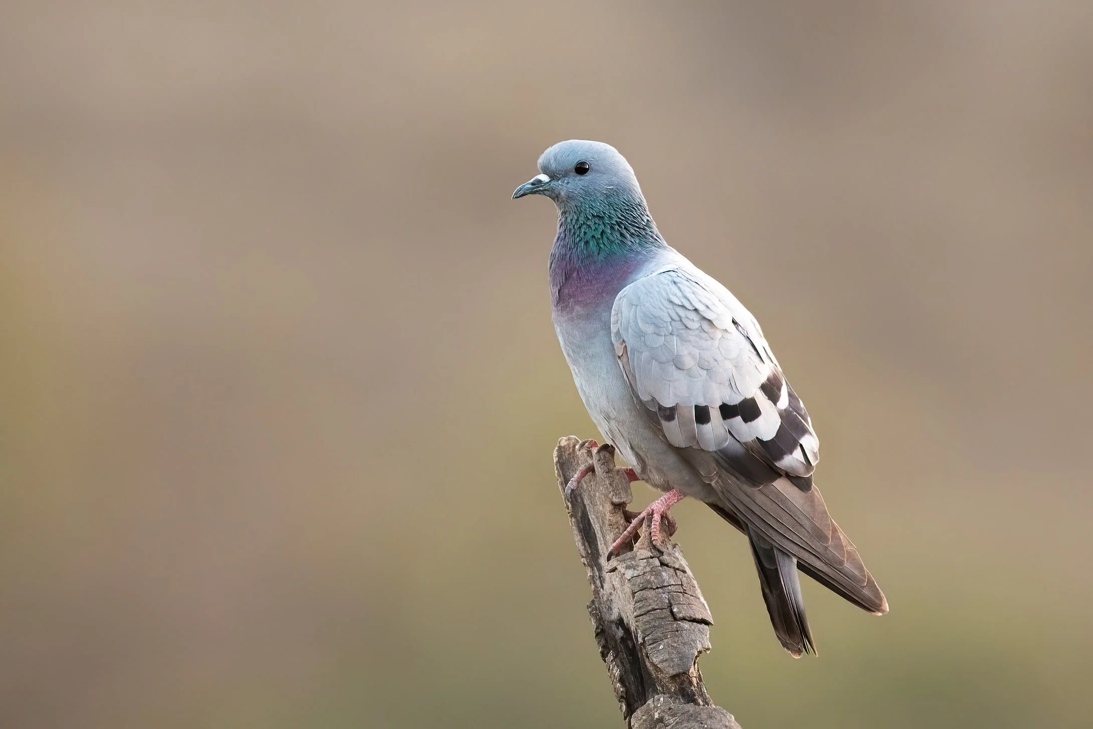 Rock Dove, Oman