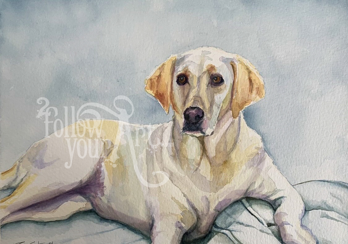 Pet Portraits