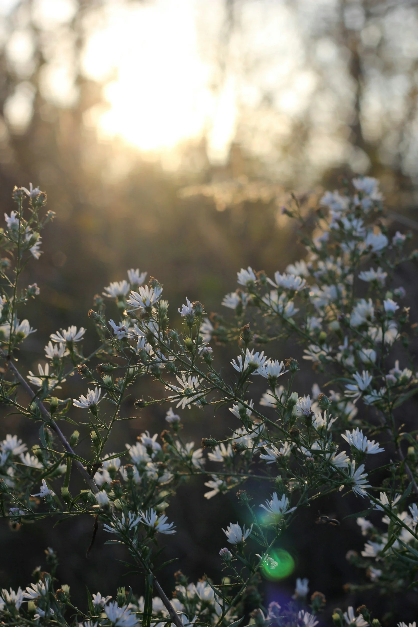 Blommiga växt med små vita blommor i solljus på våren eller sommaren.