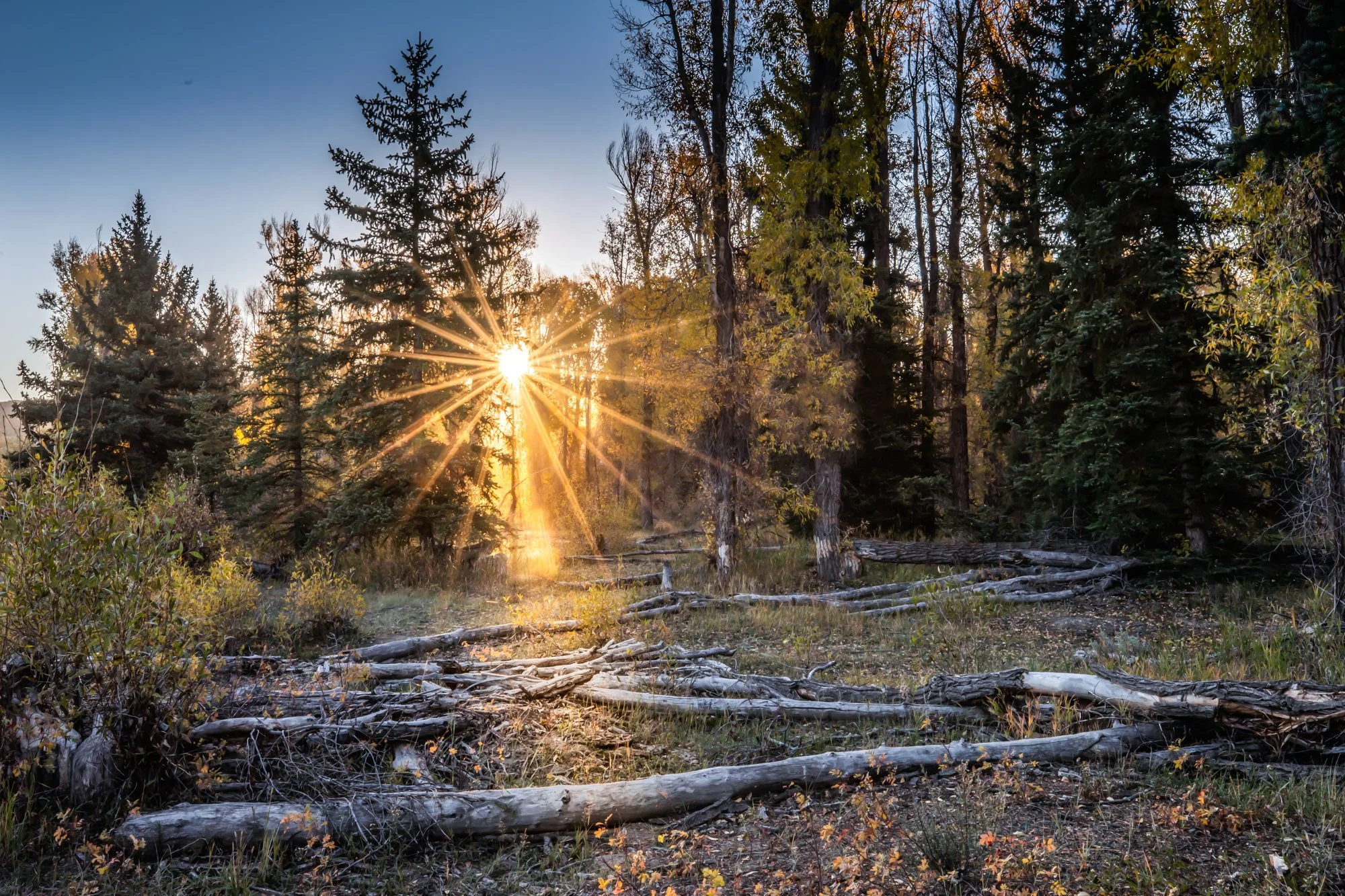 Sunlight through the Trees