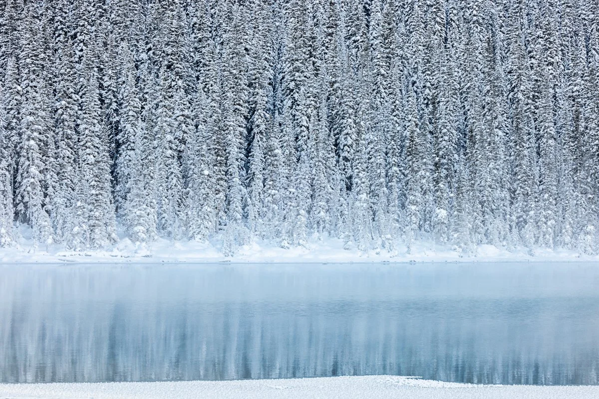Snowy Trees, Banff National Park