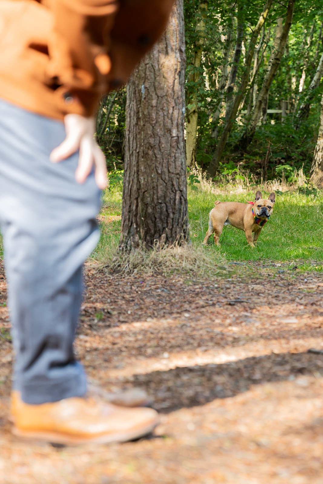 A person in the foreground partially out of focus, standing on a trail in a wooded area, with a French Bulldog wearing a rainbow bandana standing on the grass in the background, looking towards the camera.