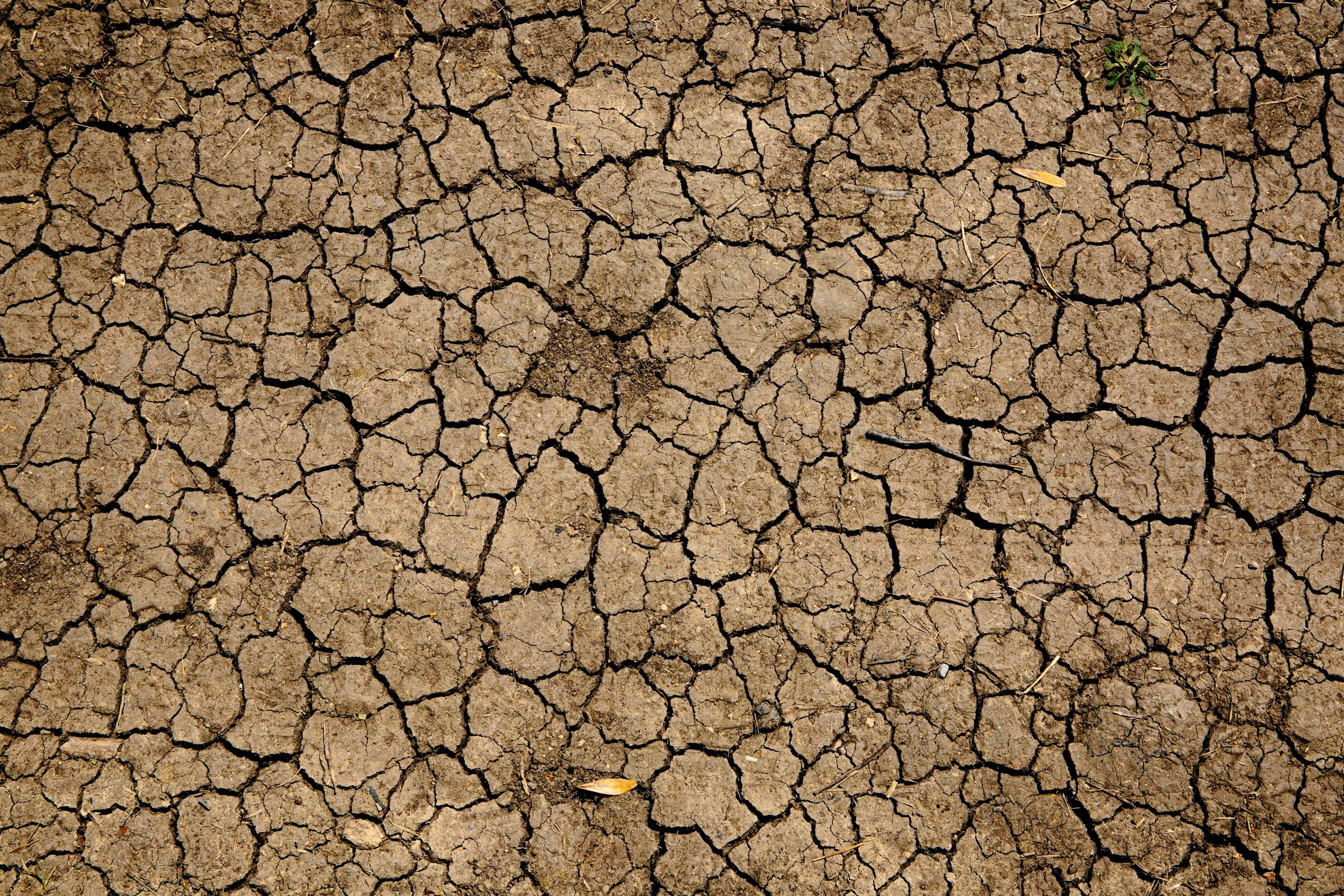 Wasserkrise im Rheingau: MdB Ayşe Asar fordert nachhaltiges Wassermanagement und Auenrenaturierung (Pressemitteilung) 