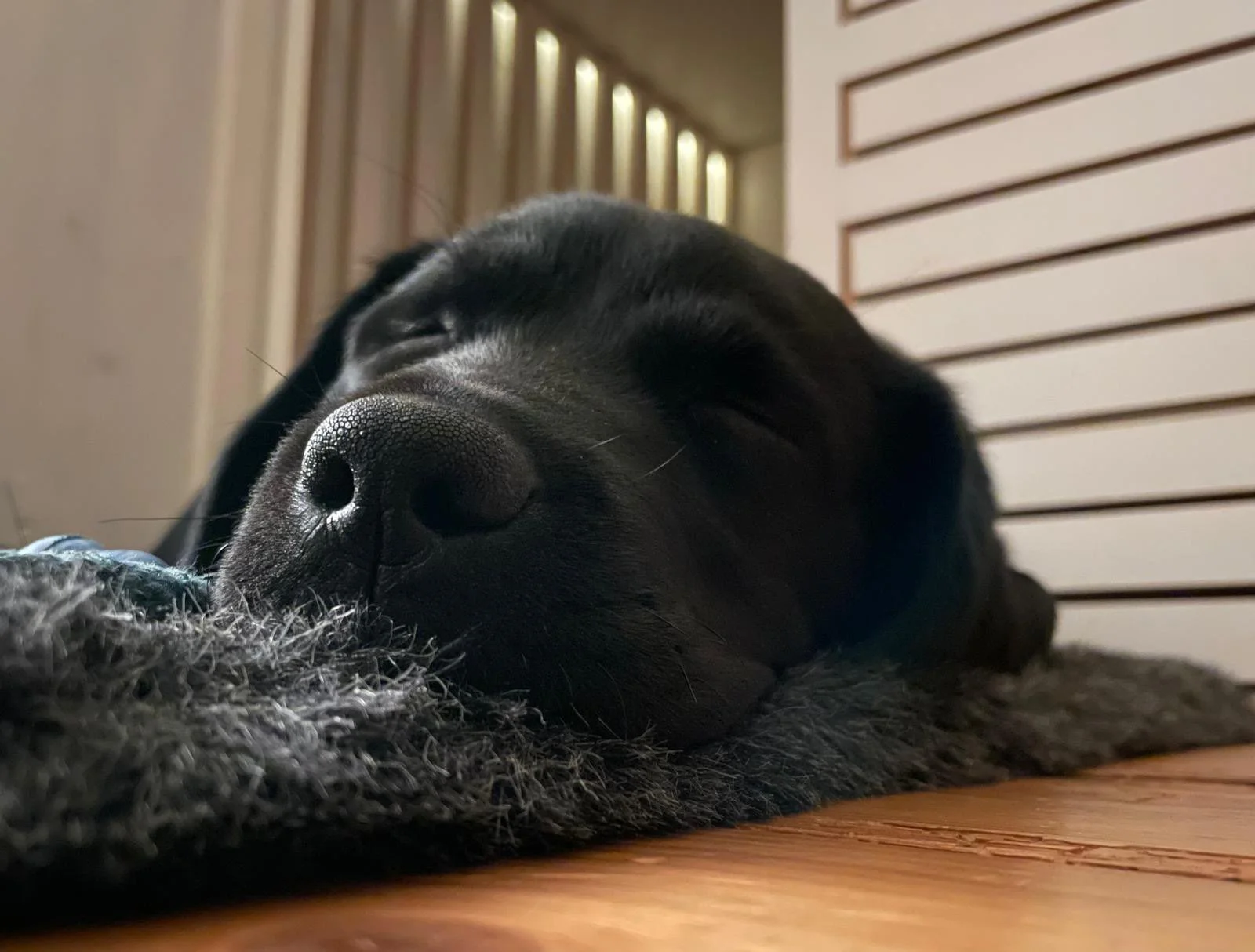 Ein schwarzer Hund schläft auf einem Teppich, Nahaufnahme mit Fokus auf die Nase.