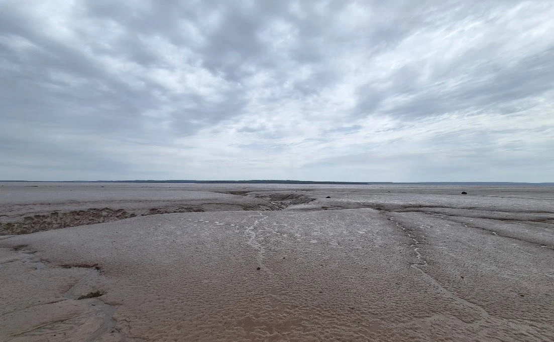 close-up mudflats.jpg