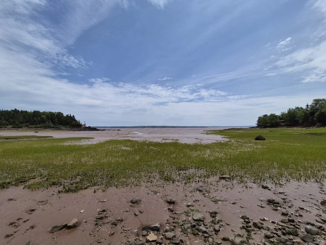 mudflats in sun.jpg