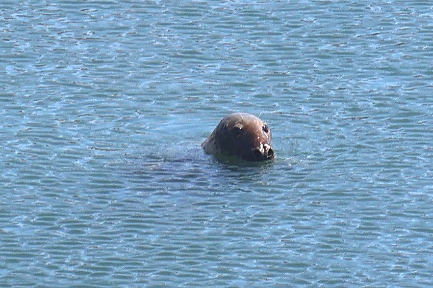 Seal at Digby Fisherman's Wharf