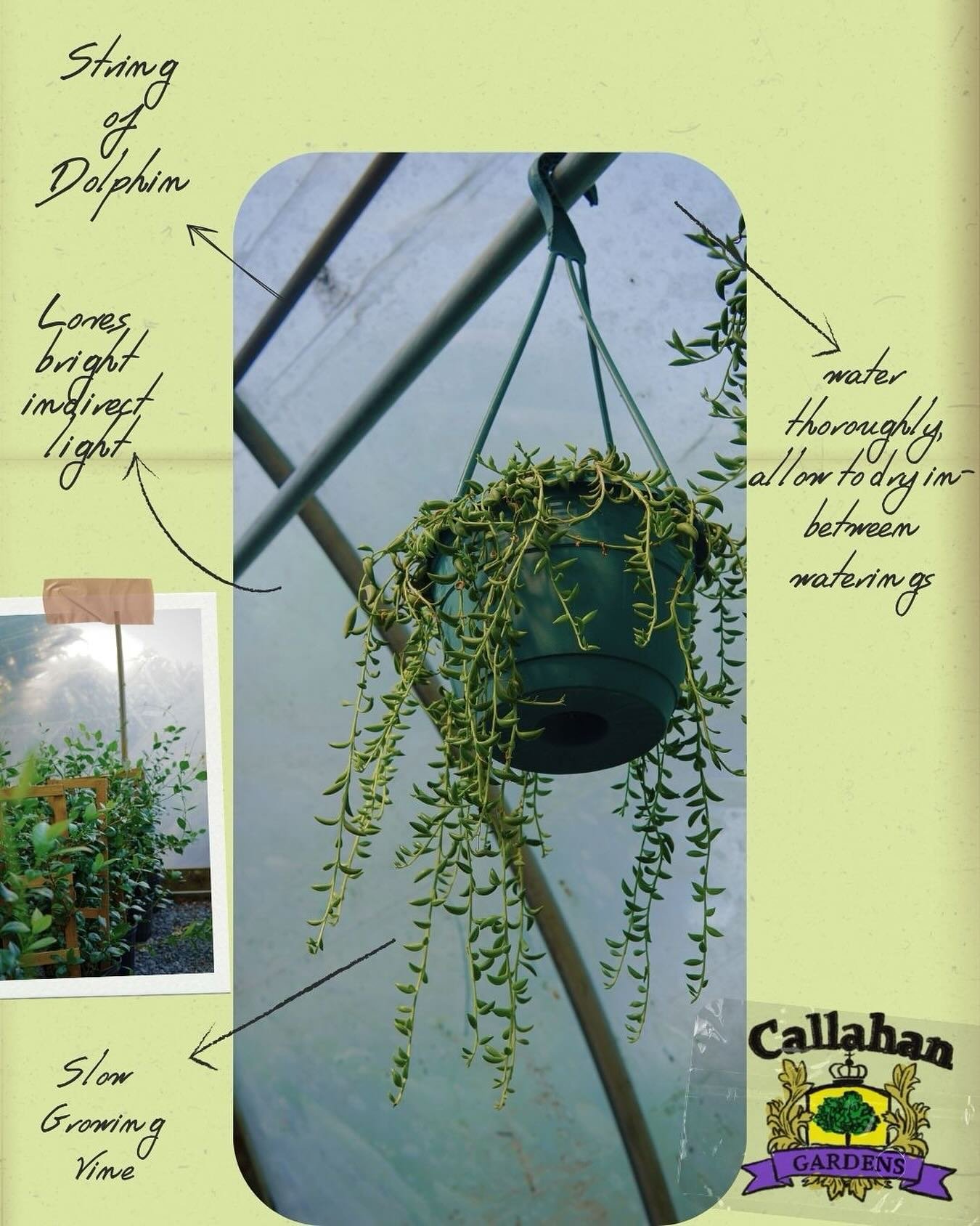 Remember to water your plants with this high heat!