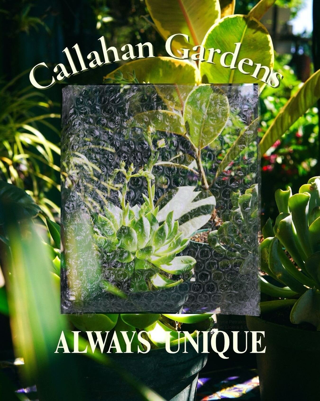 Finding a new plant can turn your whole day around 🌴
Let us help you find your new plant friend 🌱
Open at the Daily Grind from 9 till close