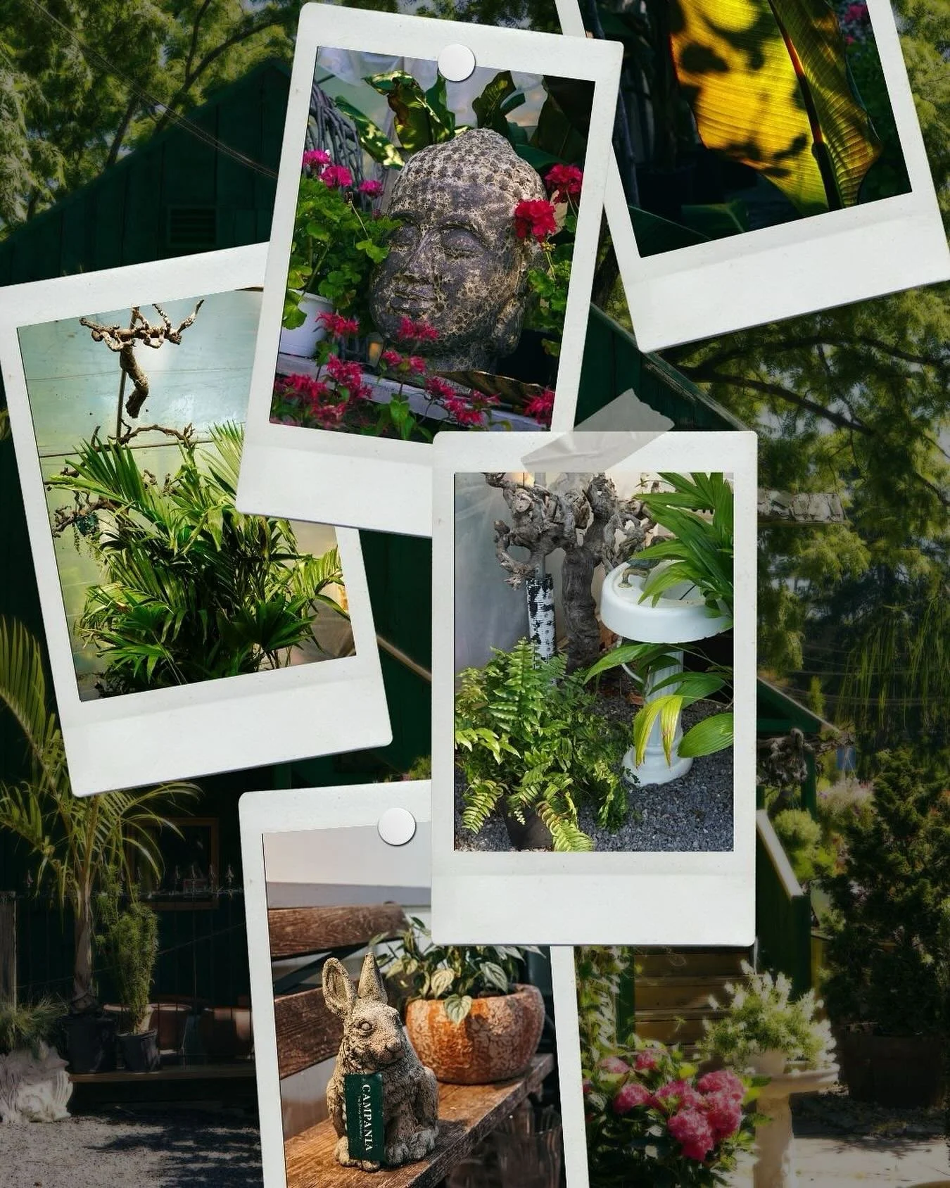 Showing some plant appreciation⭐️