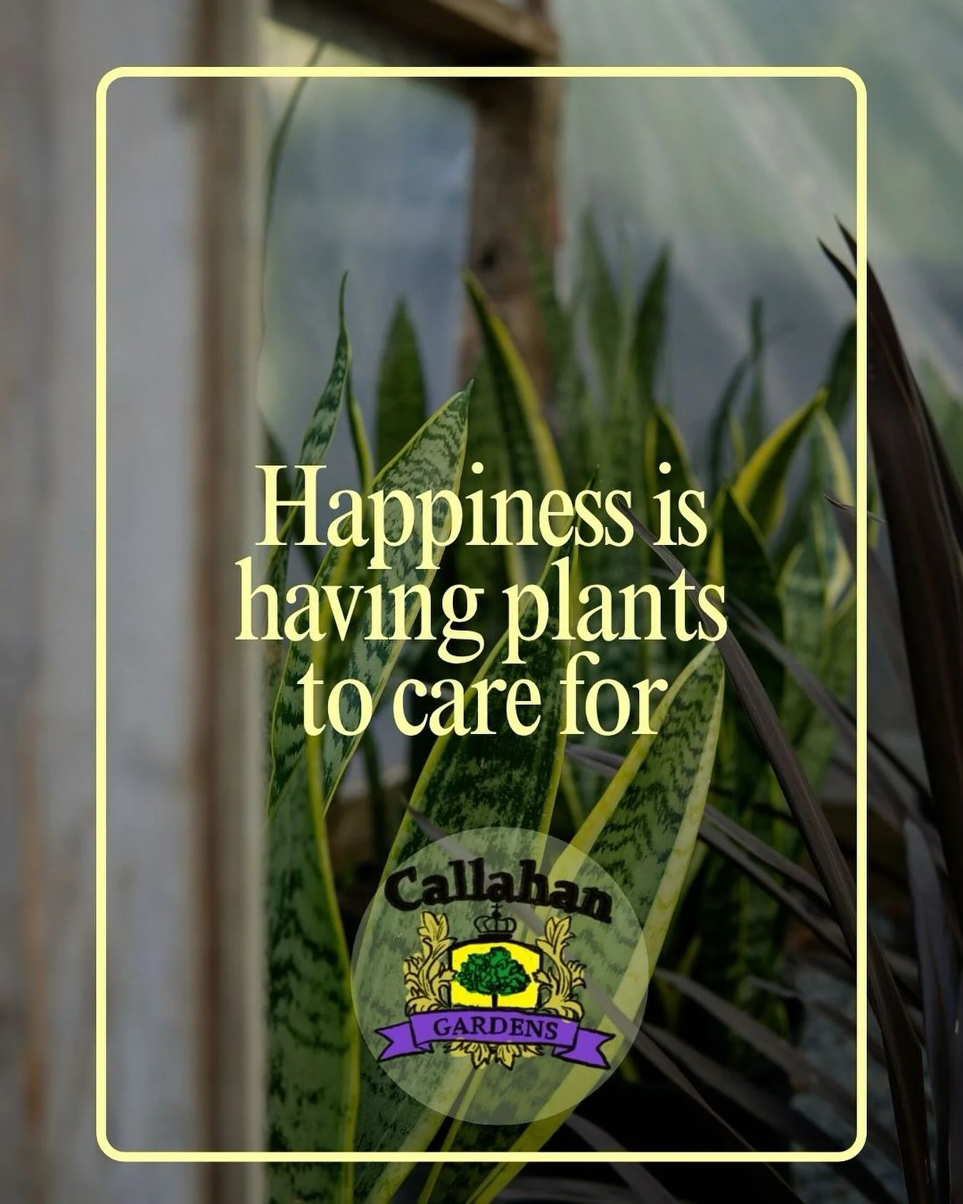 What are your favorite plants?🌴