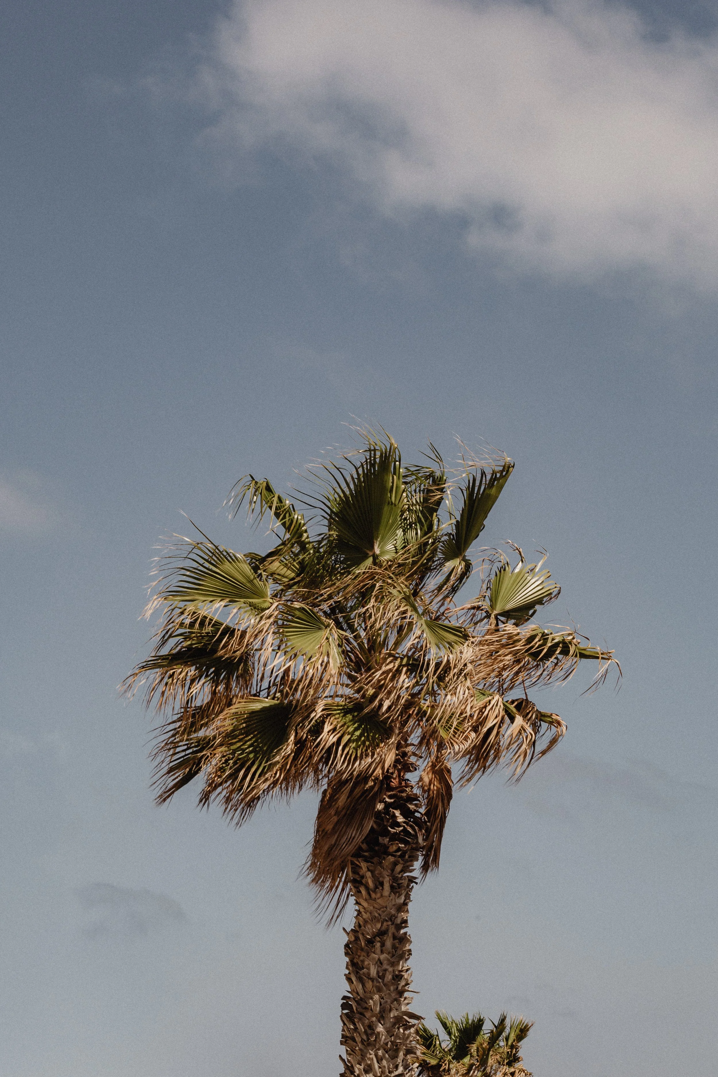 kaboompics_tropical-vibes-of-malta-a-collection-of-palms-cacti-and-succulents-perfect-for-backgrounds-31331.jpg