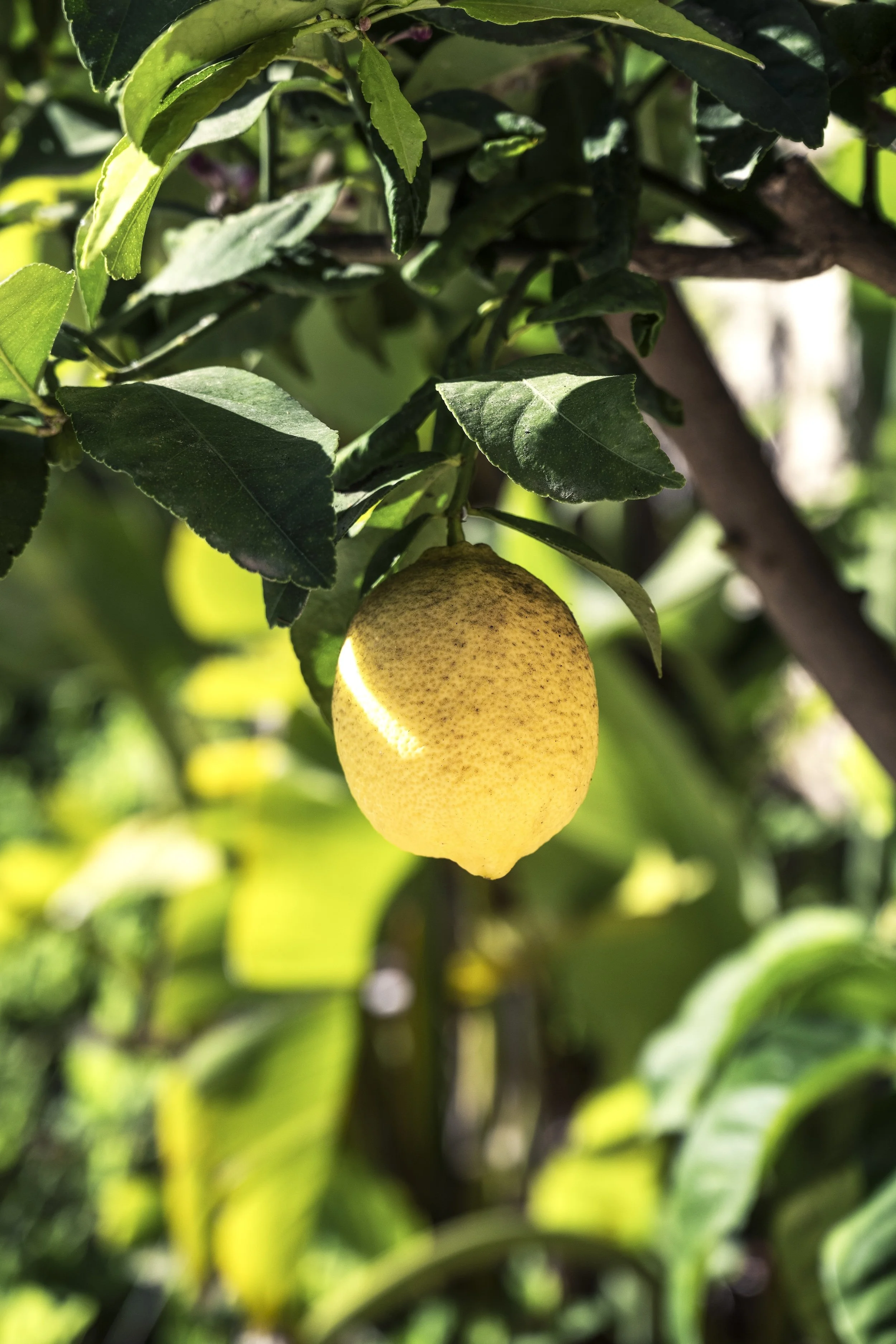 Villa Babou_photo©Edouard Auffray-49.jpg