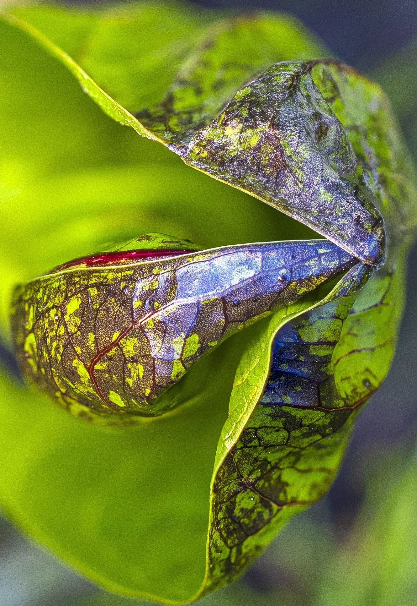 Skunk Cabbage