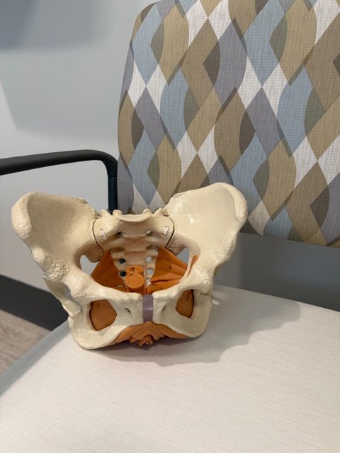 An anatomical model of the pelvis and lower spine on a medical examination table.