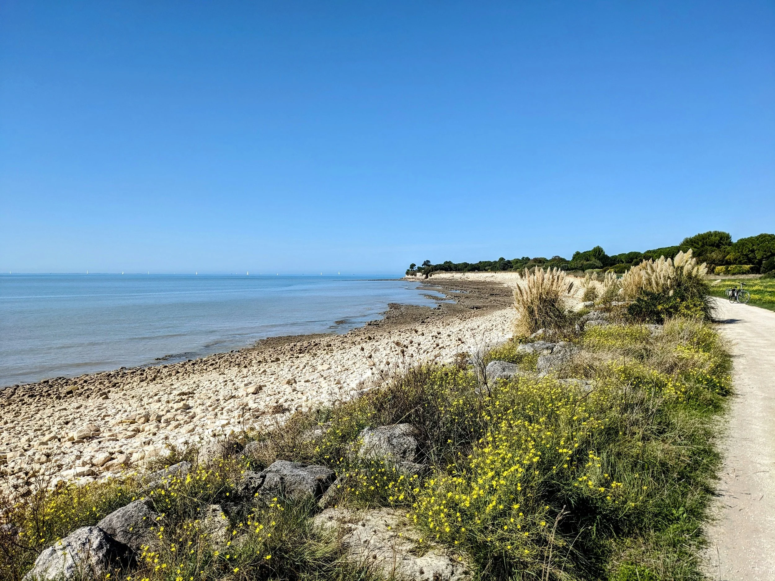 Plage de sable avec rochers, herbes et fleurs sauvages, bordée par un chemin de terre, avec des arbres au loin, sous un ciel bleu clair.