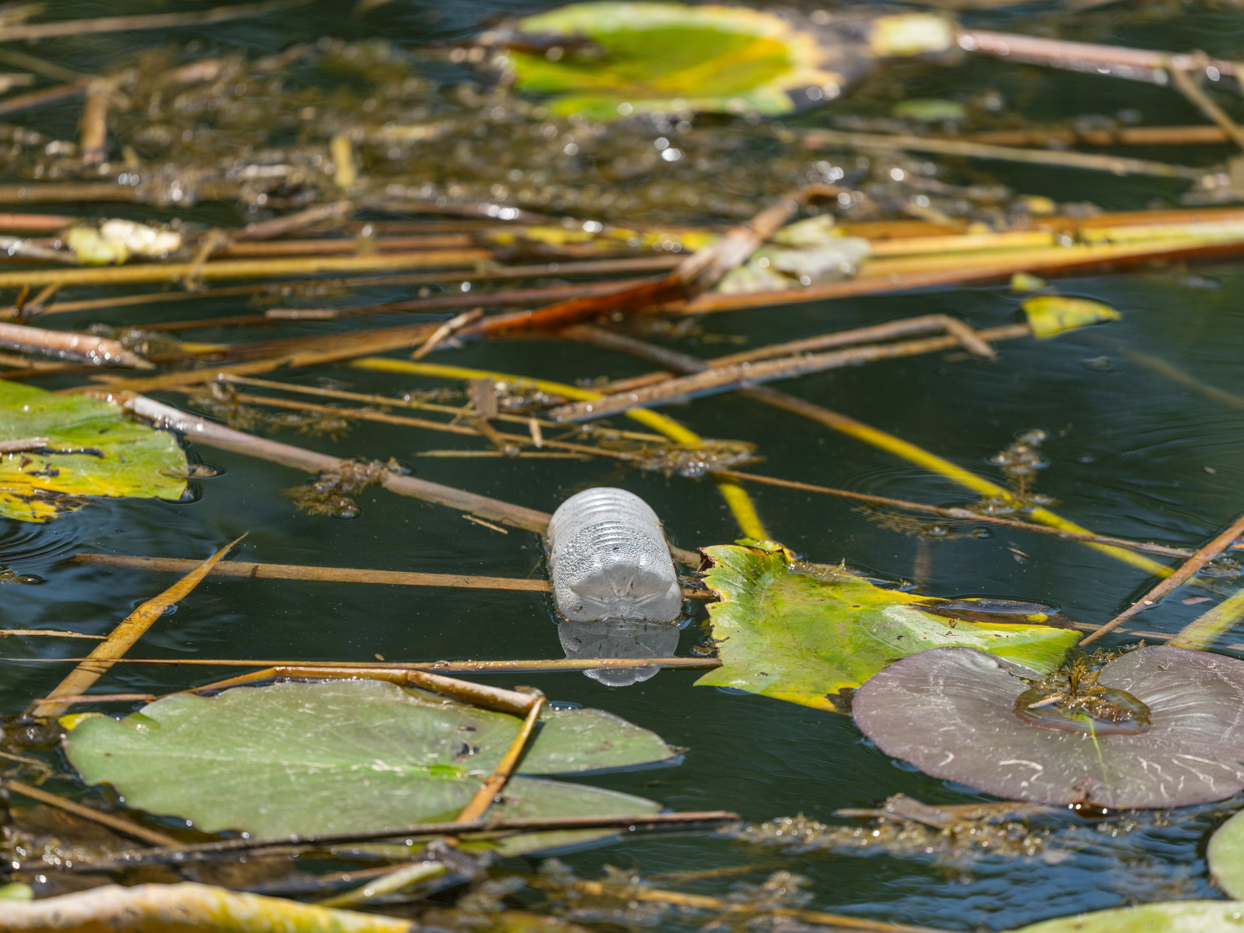 Une bouteille en plastique flottant parmi des feuilles de nénuphar et des branches dans un étang.