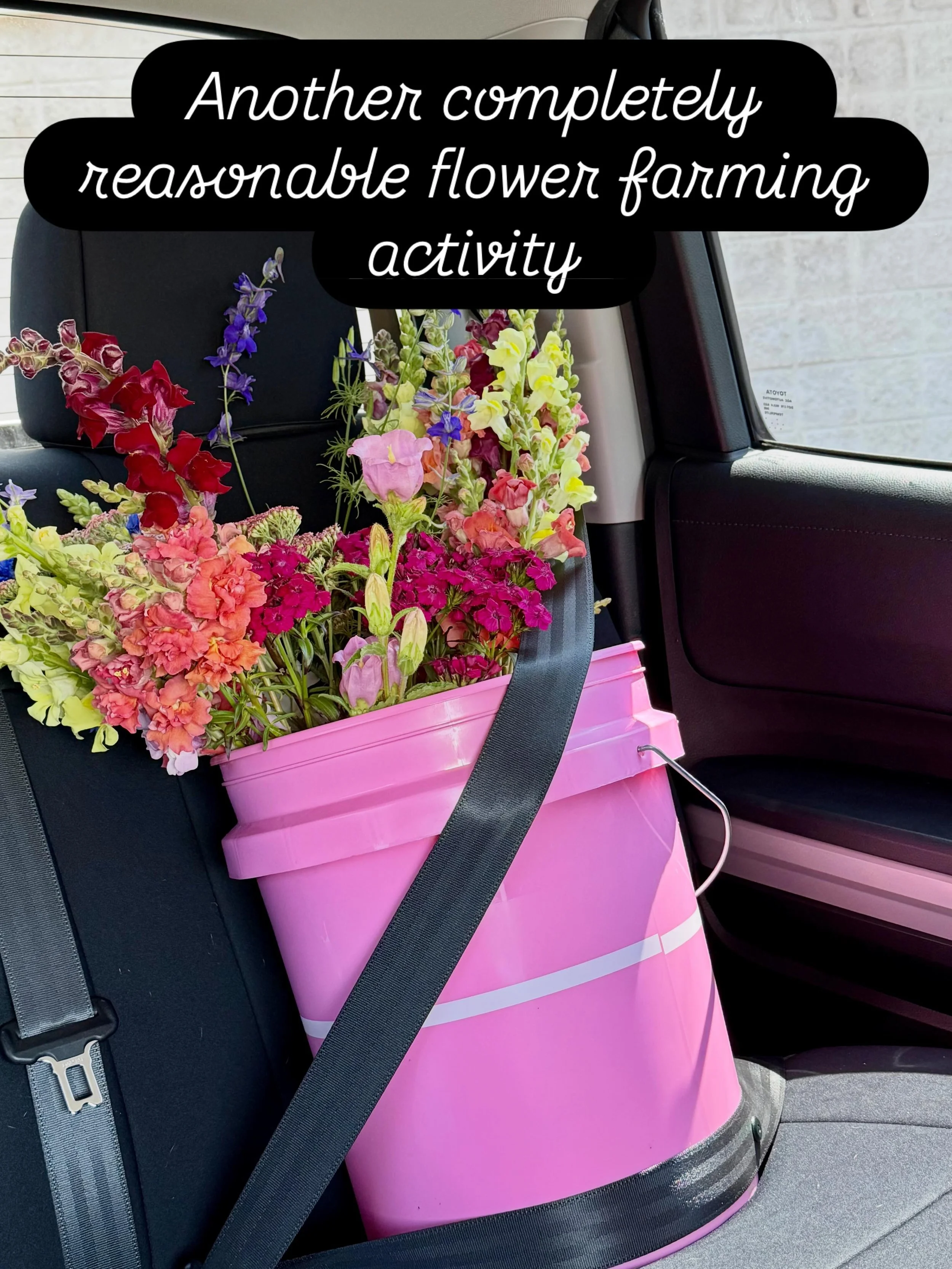 Flower Uber now in service 💐🚗
Delivering fresh-cut happiness one bucket at a time.&rdquo;

#FlowerUber #FlowerFarmer #FleurCottage #FreshCutFlowers #FarmLife