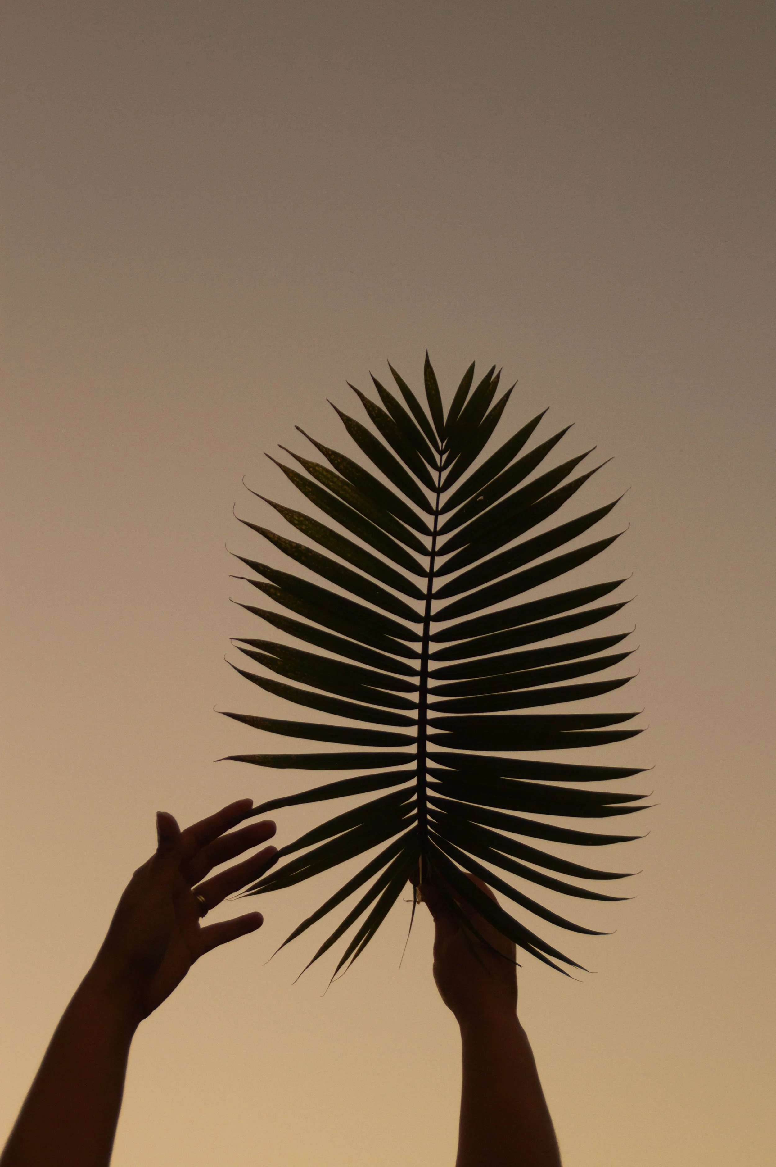 Silhouette of hands and palm fronds with muted orange sky