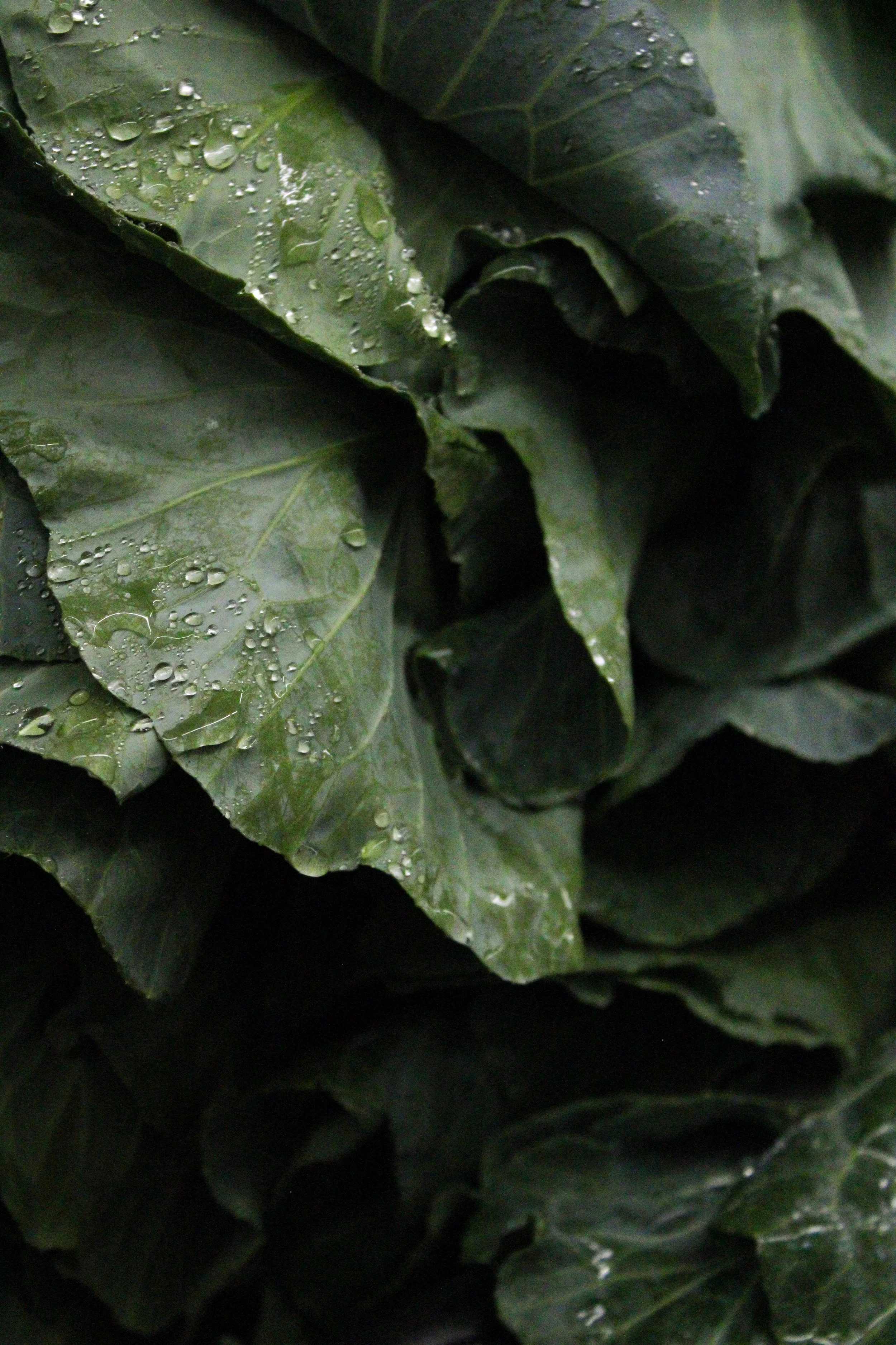 Green romaine lettuce with water drops and dark shadows