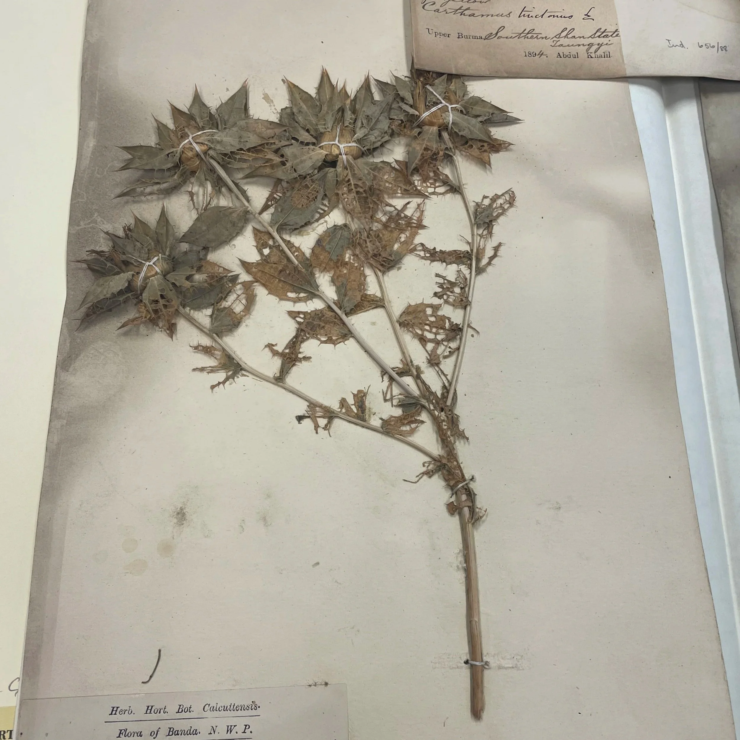 Herbarium workshop