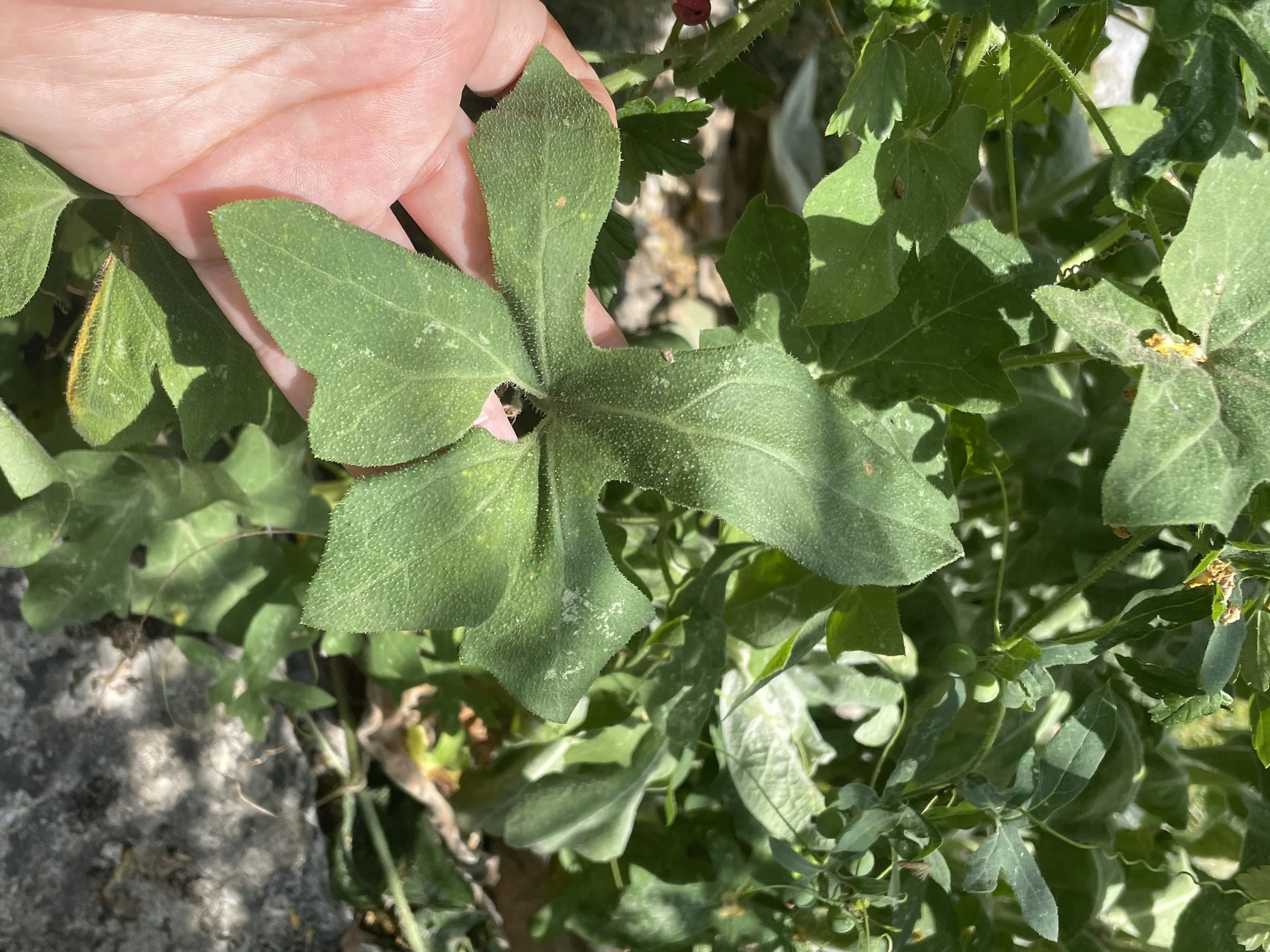 Medieval medicinal plants
