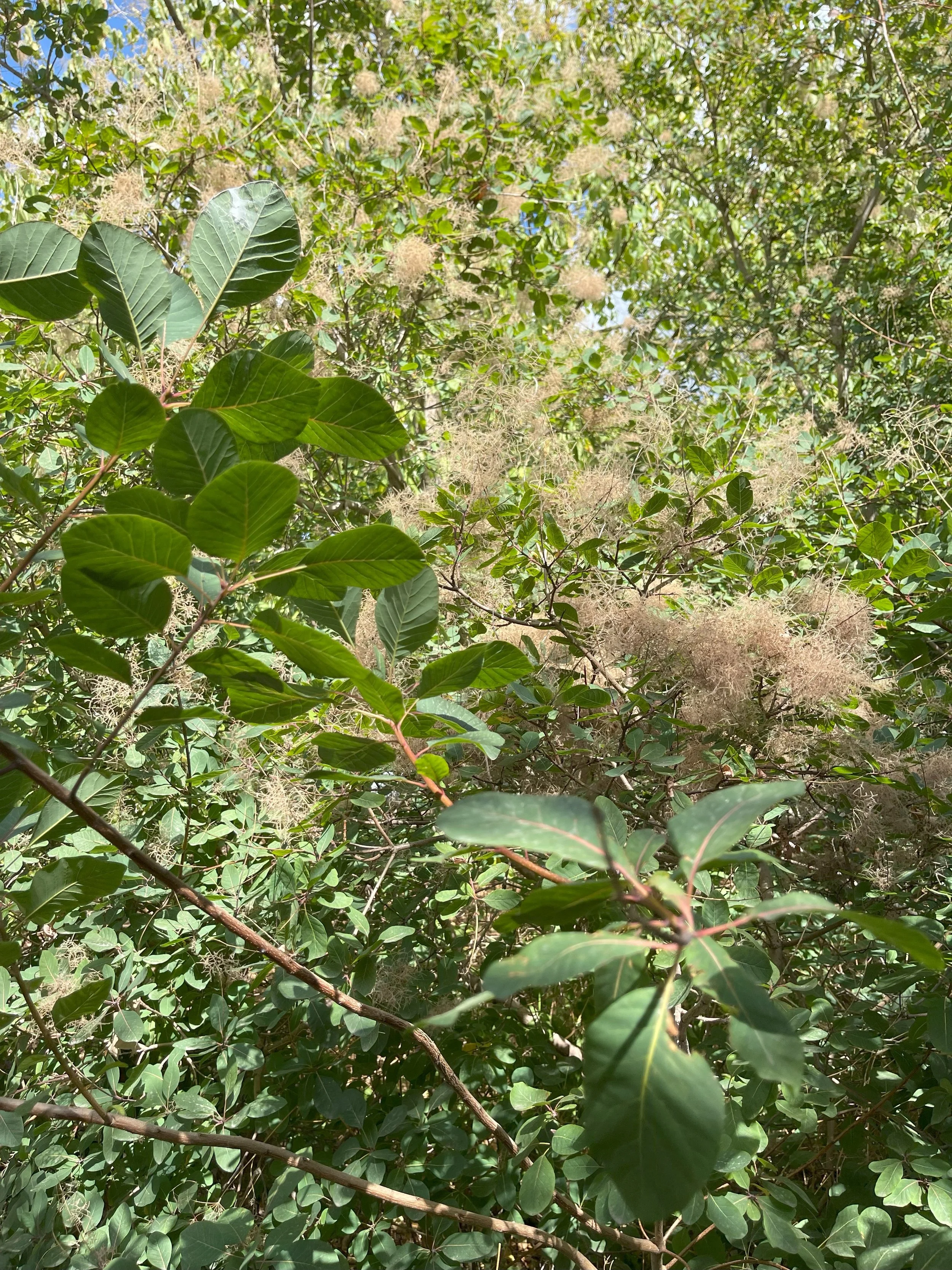 Halima's story (by Chris Matthews)