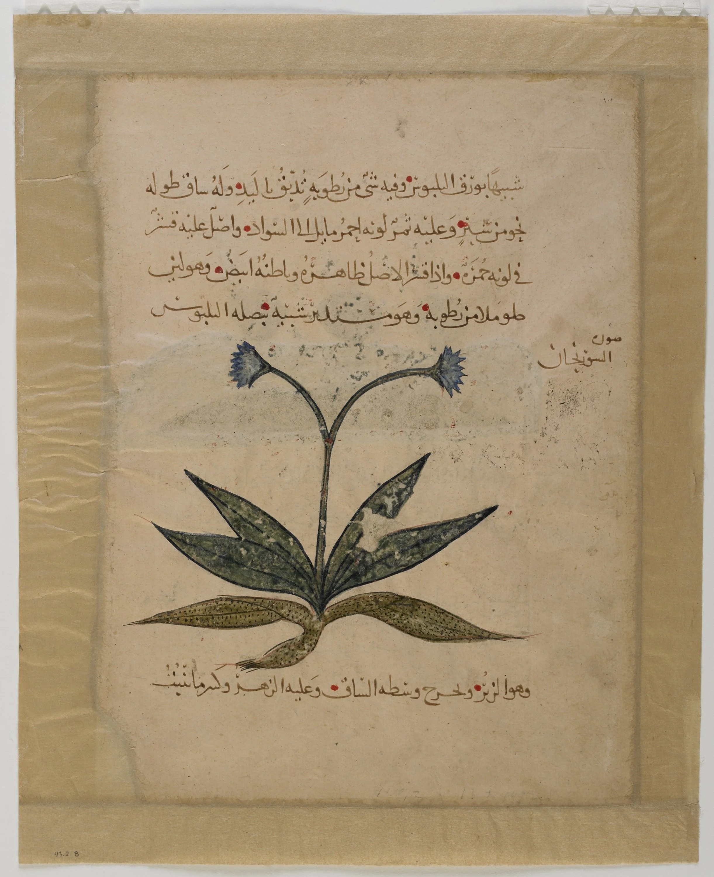 Drawings from the Herbarium