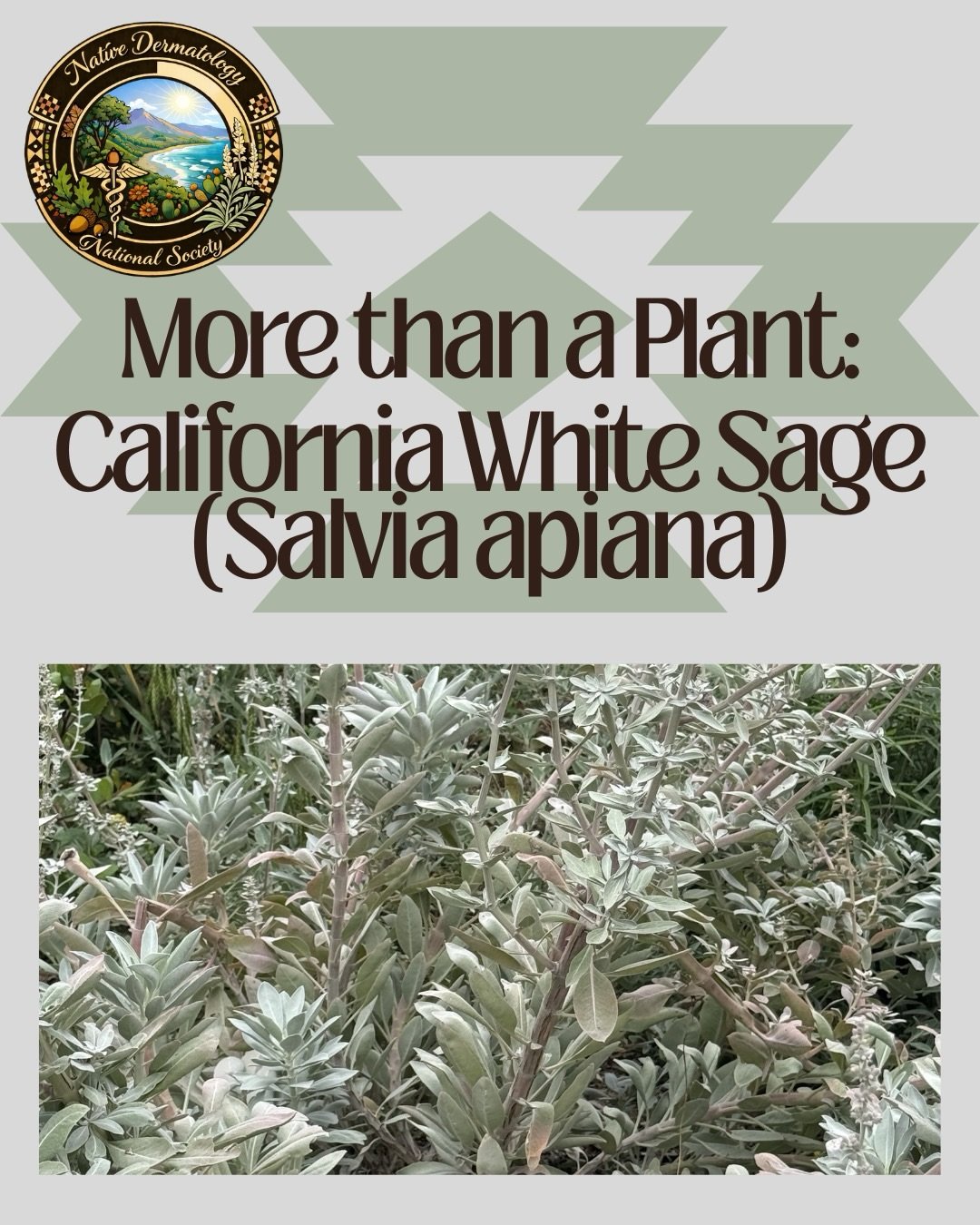 🌿 California White Sage is more than a plant.

For many California Tribal Nations, it is a cultural medicine with deep spiritual, ceremonial, and community significance.

As healthcare professionals, cultural humility asks us to go beyond learning o