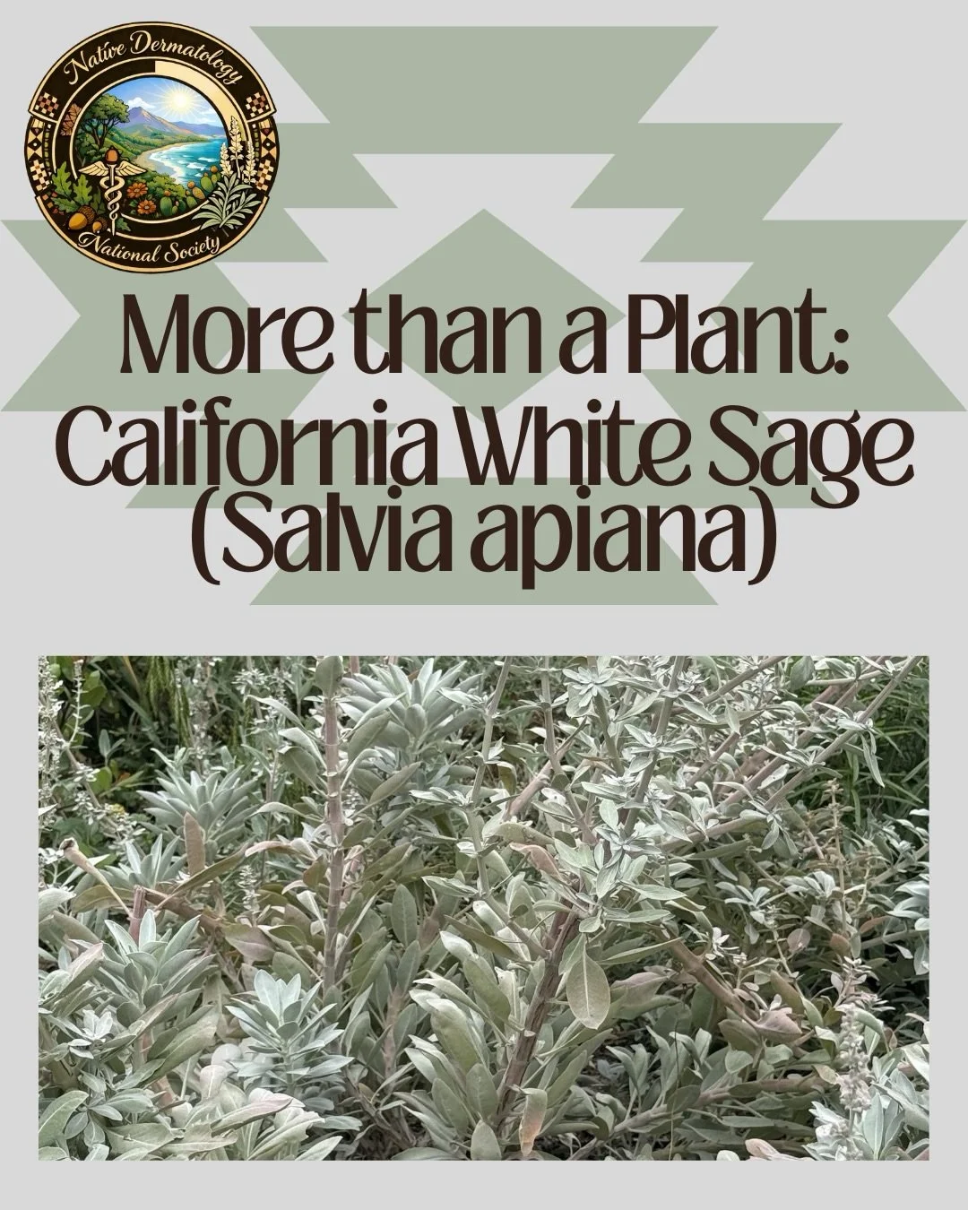 🌿 California White Sage is more than a plant.

For many California Tribal Nations, it is a cultural medicine with deep spiritual, ceremonial, and community significance.

As healthcare professionals, cultural humility asks us to go beyond learning o