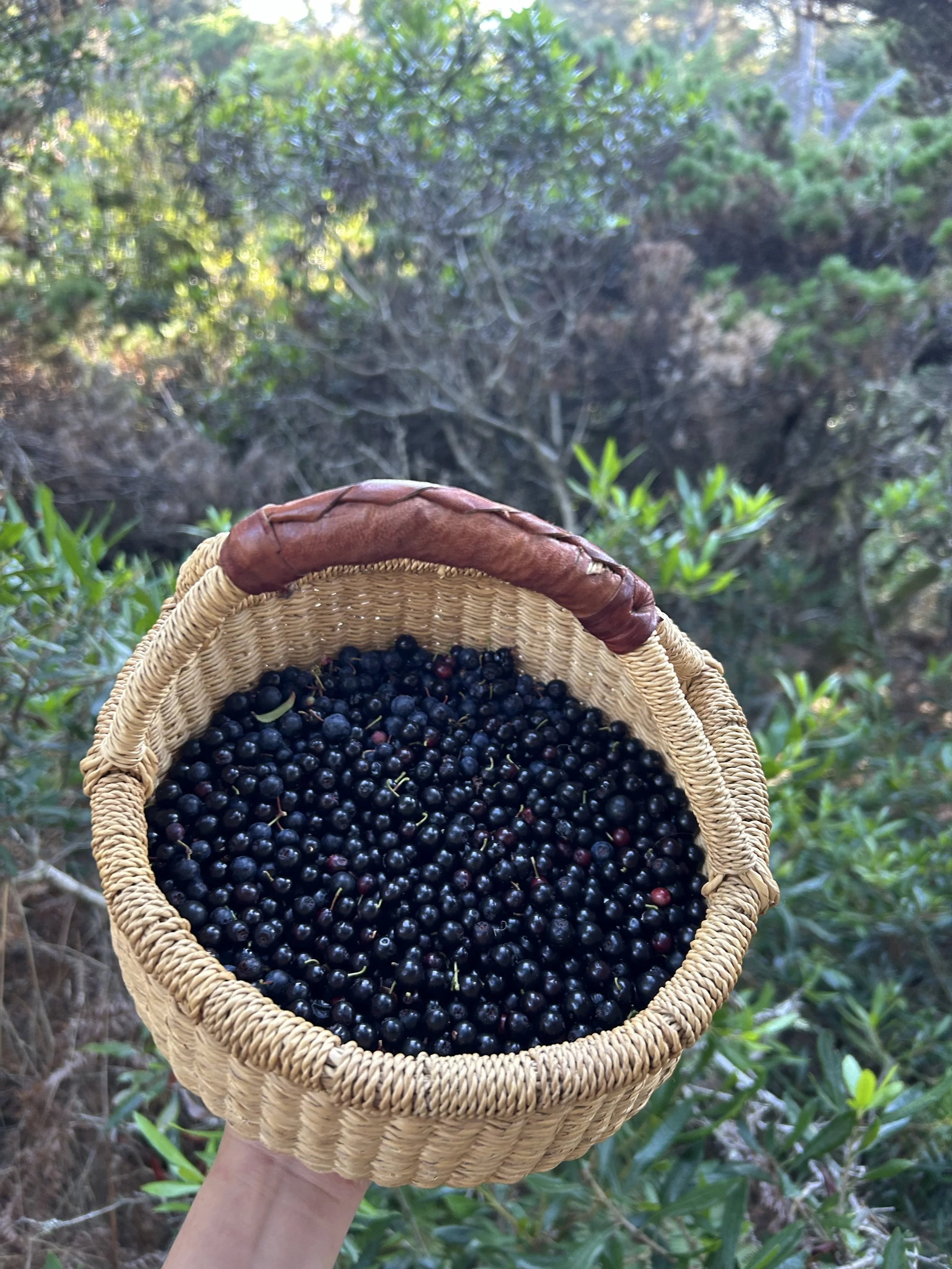 Gathering Northern California Huckleberries 