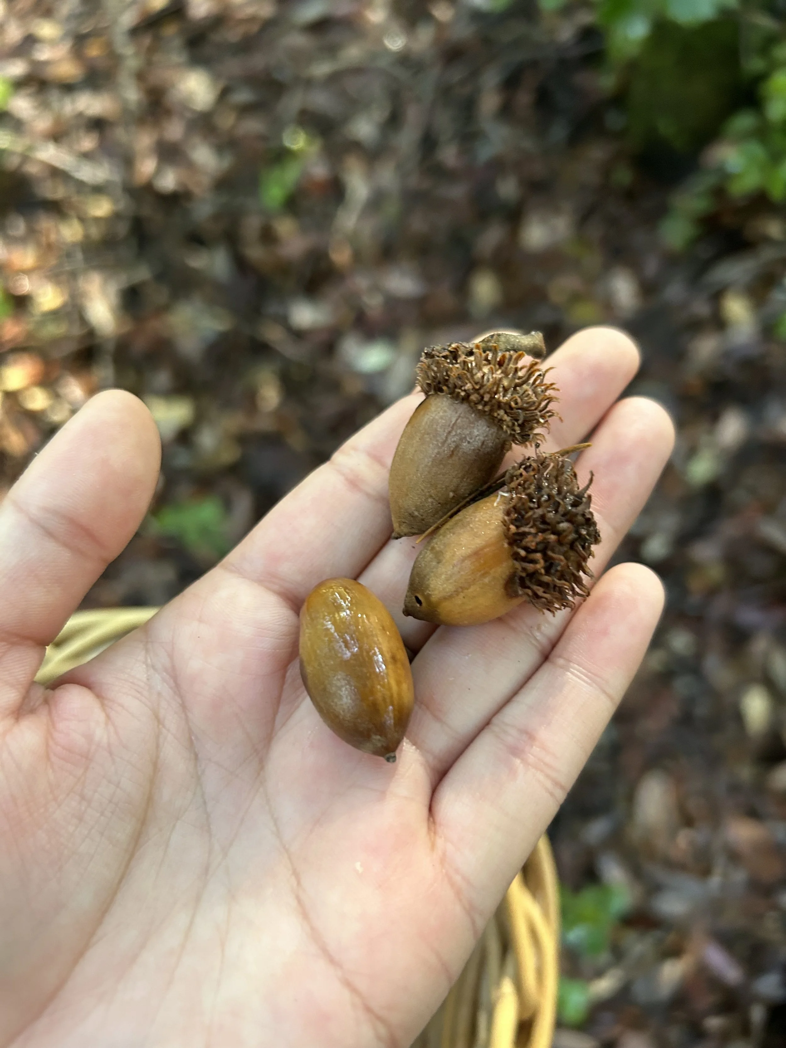 Tan Oak Acorns