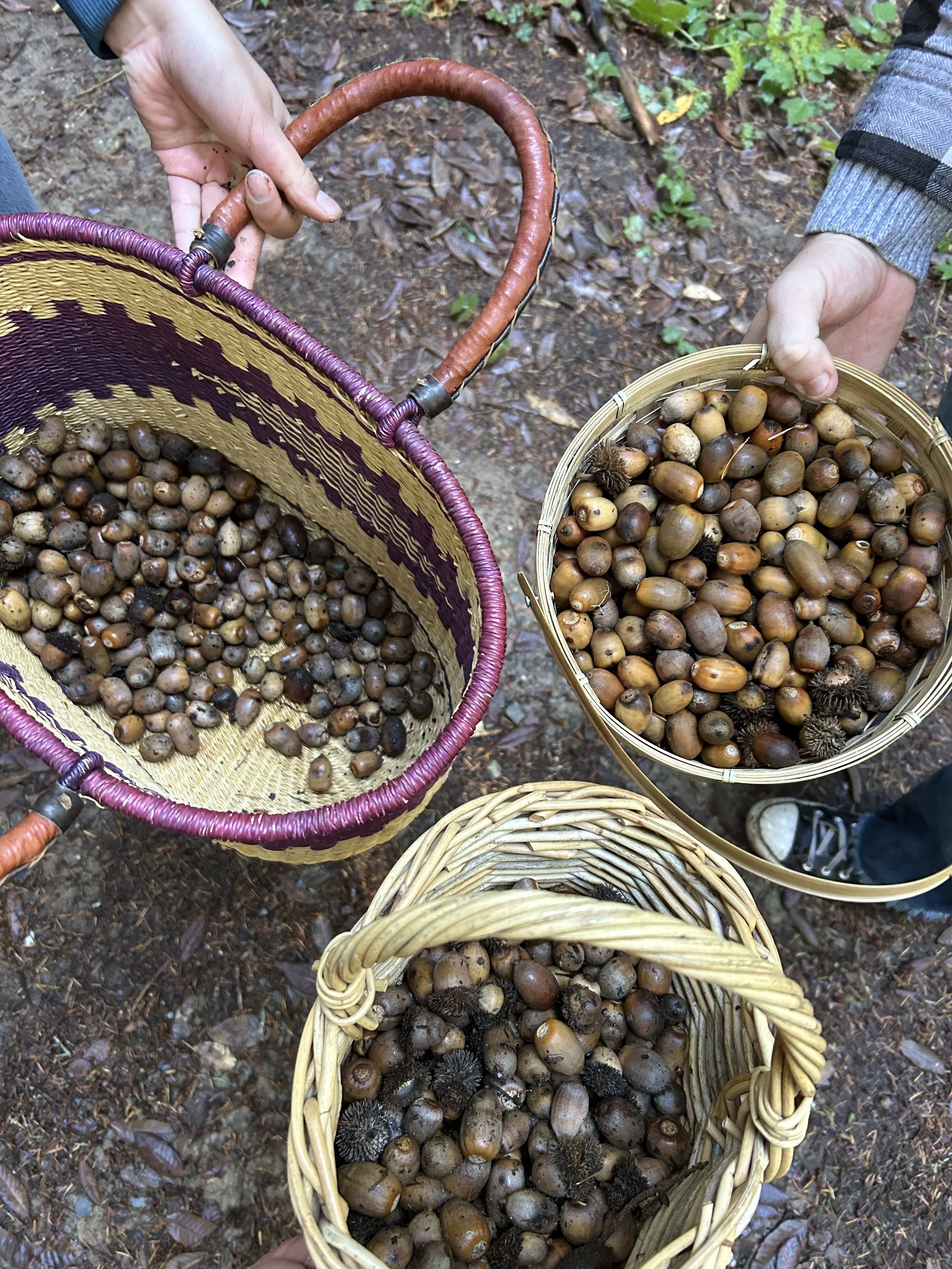 Community gathering of Tan Oak acorns 