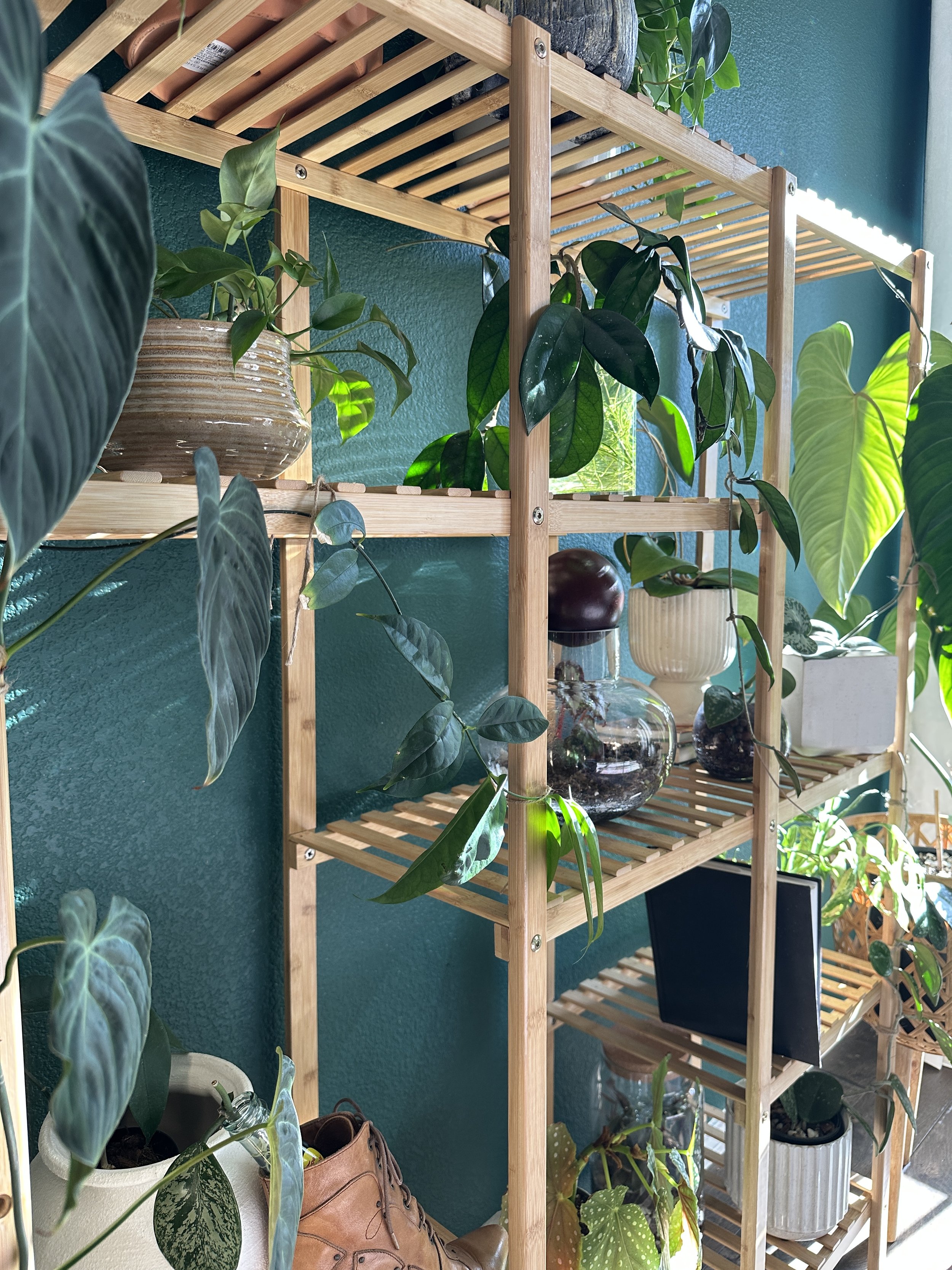 Professionally styled indoor plant shelving display in a Fort Worth home.