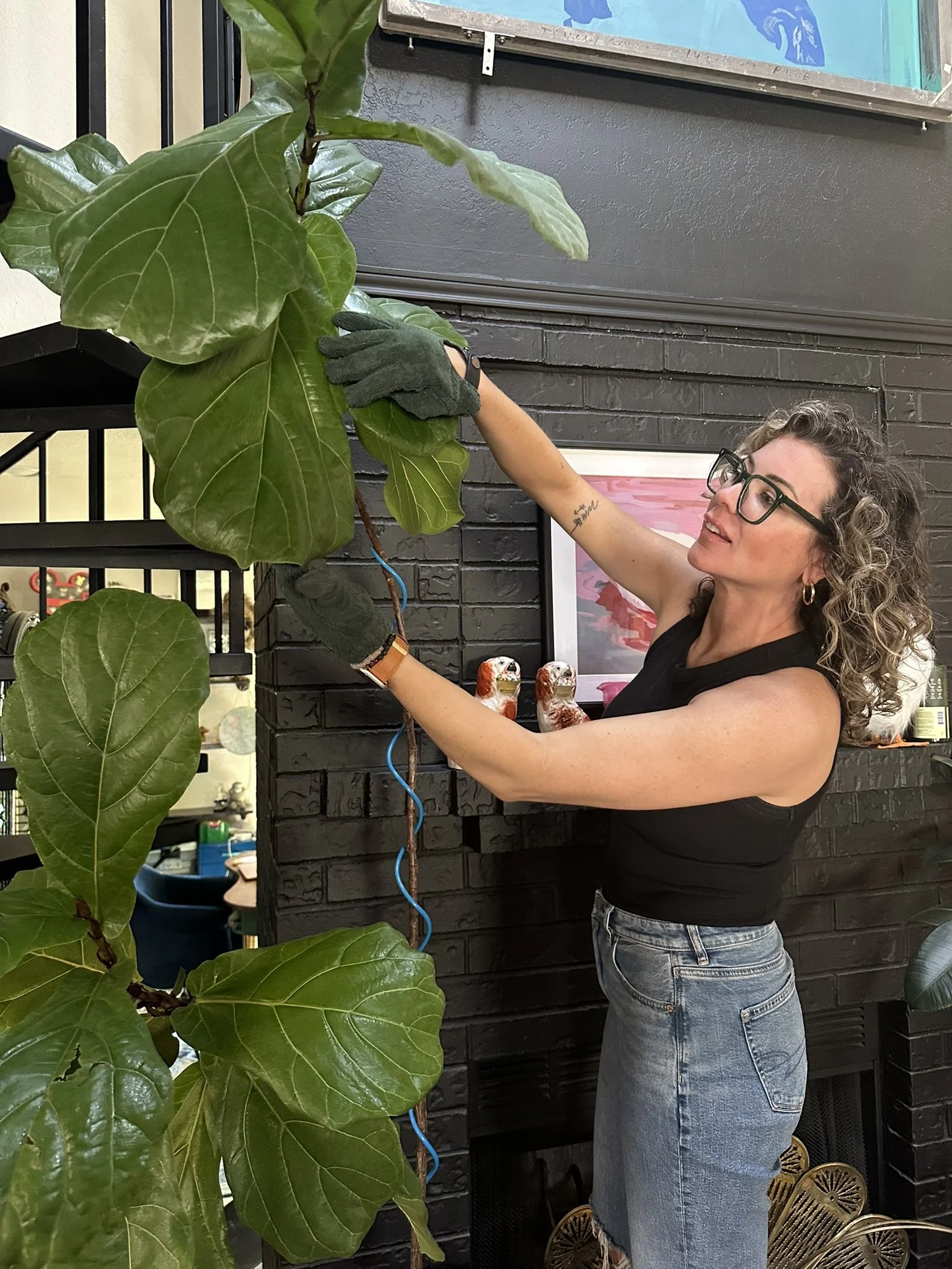Plant maintenance specialist adjusting a fiddle leaf fig tree indoors, providing hands-on plant care and structural support.
