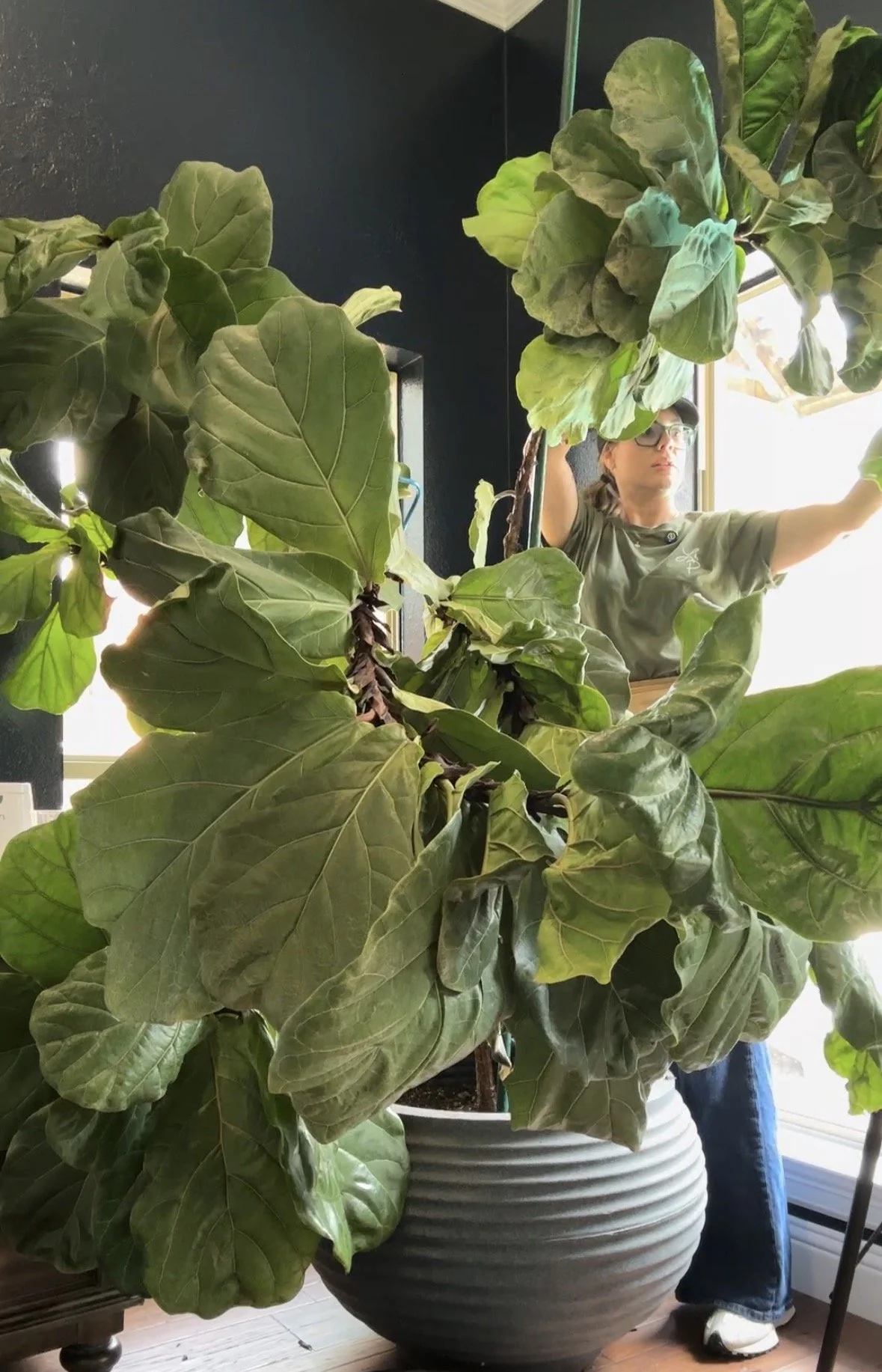 Lauren performing indoor plant maintenance on a large fiddle leaf fig tree in a residential home.