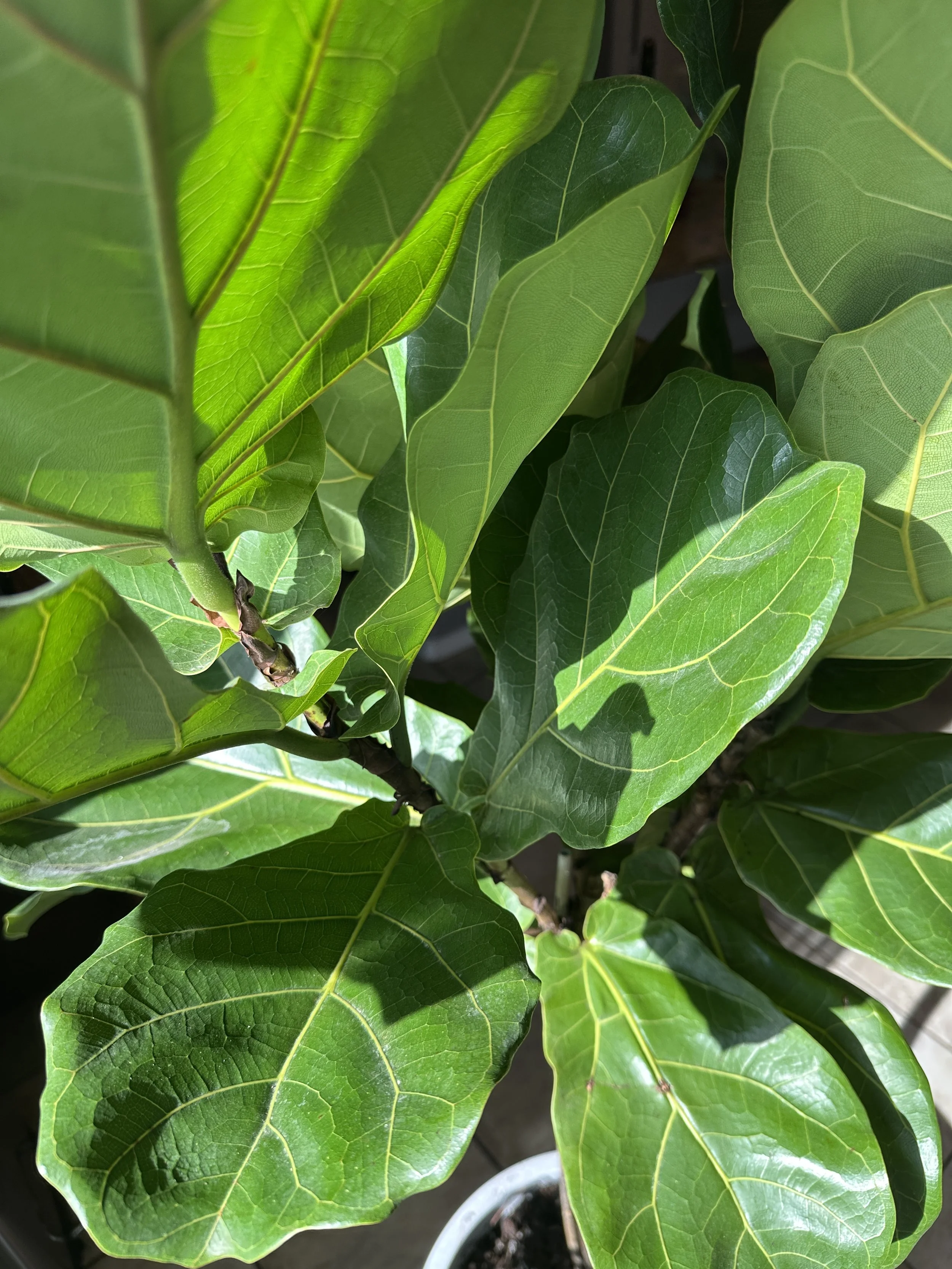 Fiddle leaf fig with vibrant green leaves commonly used as a statement plant for staging and rentals