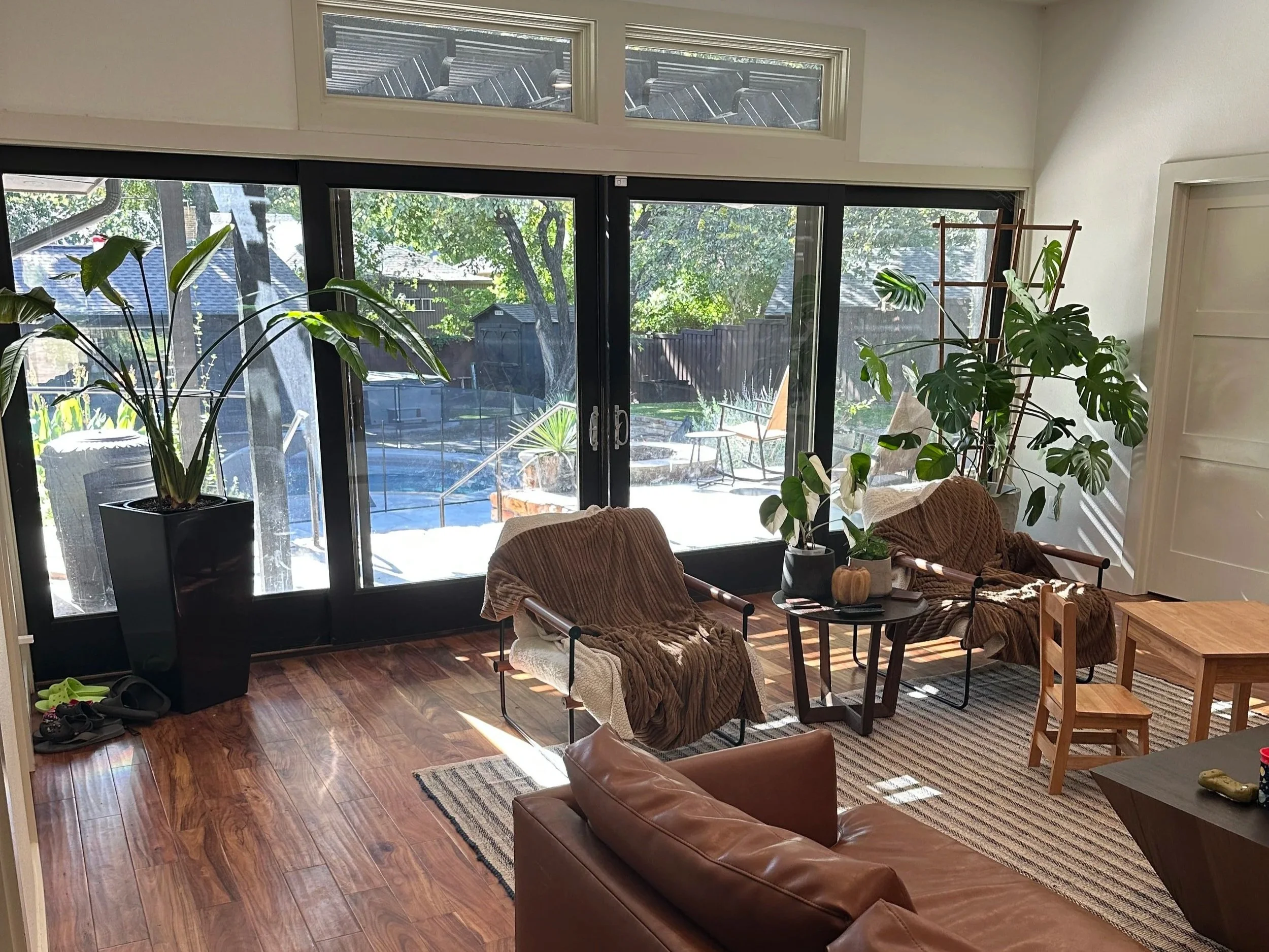 Bird of Paradise statement plant in a bright Fort Worth living room