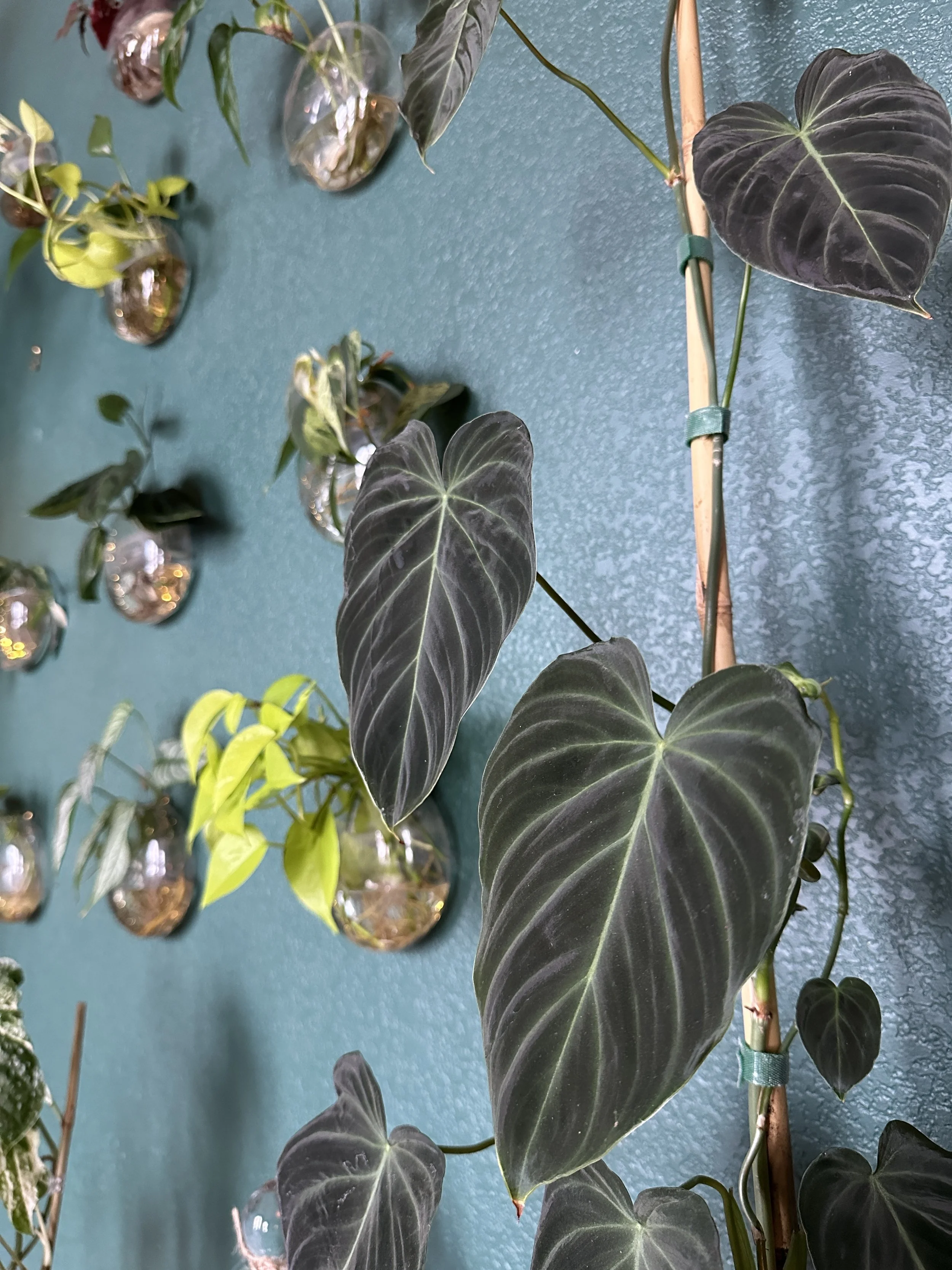 Indoor plants styled as living elements with natural light and shadow in a Fort Worth home.