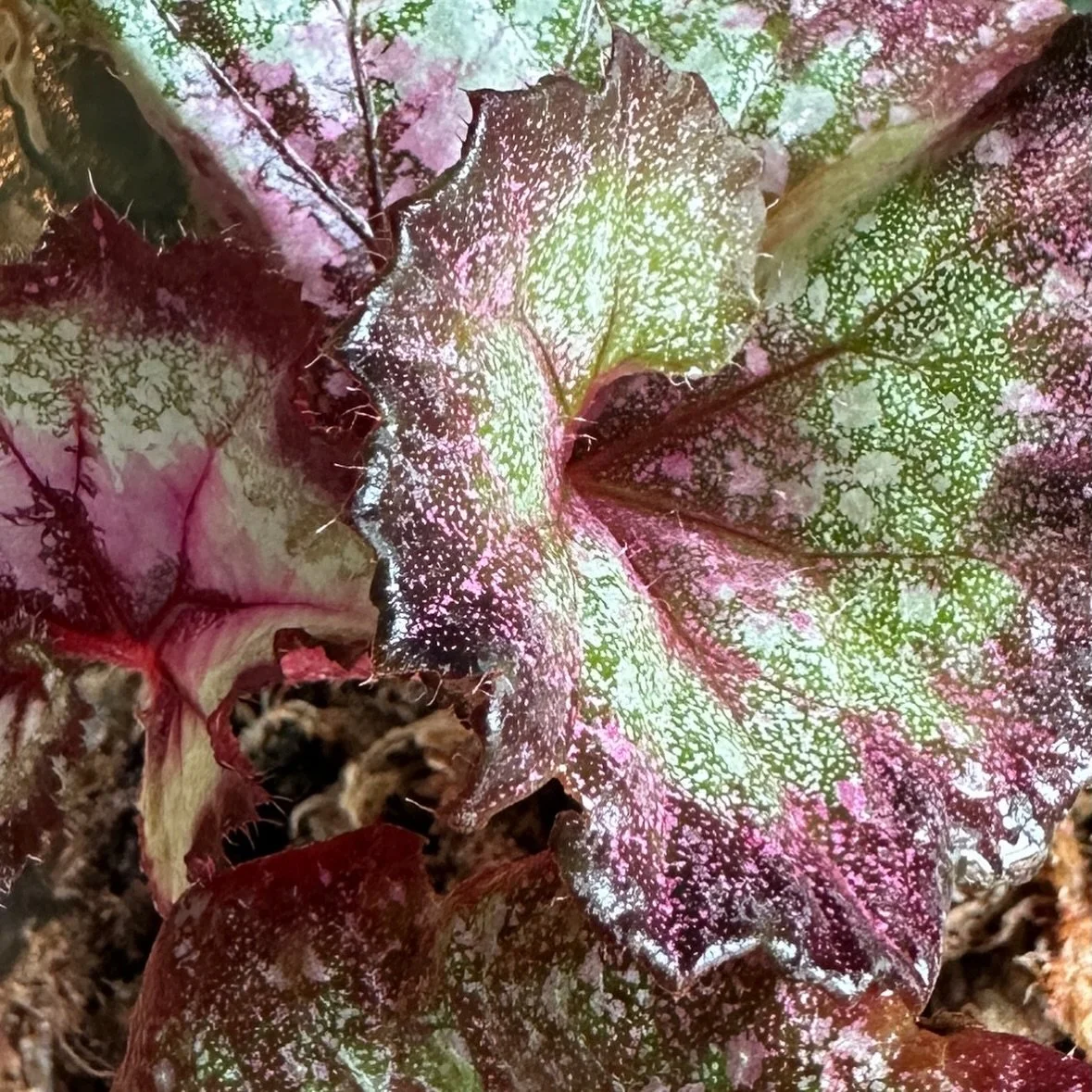 There&rsquo;s nothing subtle about Begonia Marion&rsquo;s Purple Curl &mdash; and that&rsquo;s exactly why I love it. ✨ The metallic shimmer, deep color, and bold texture make it a true terrarium favorite.

🍻 Tonight I&rsquo;ll be at Maple Branch Br