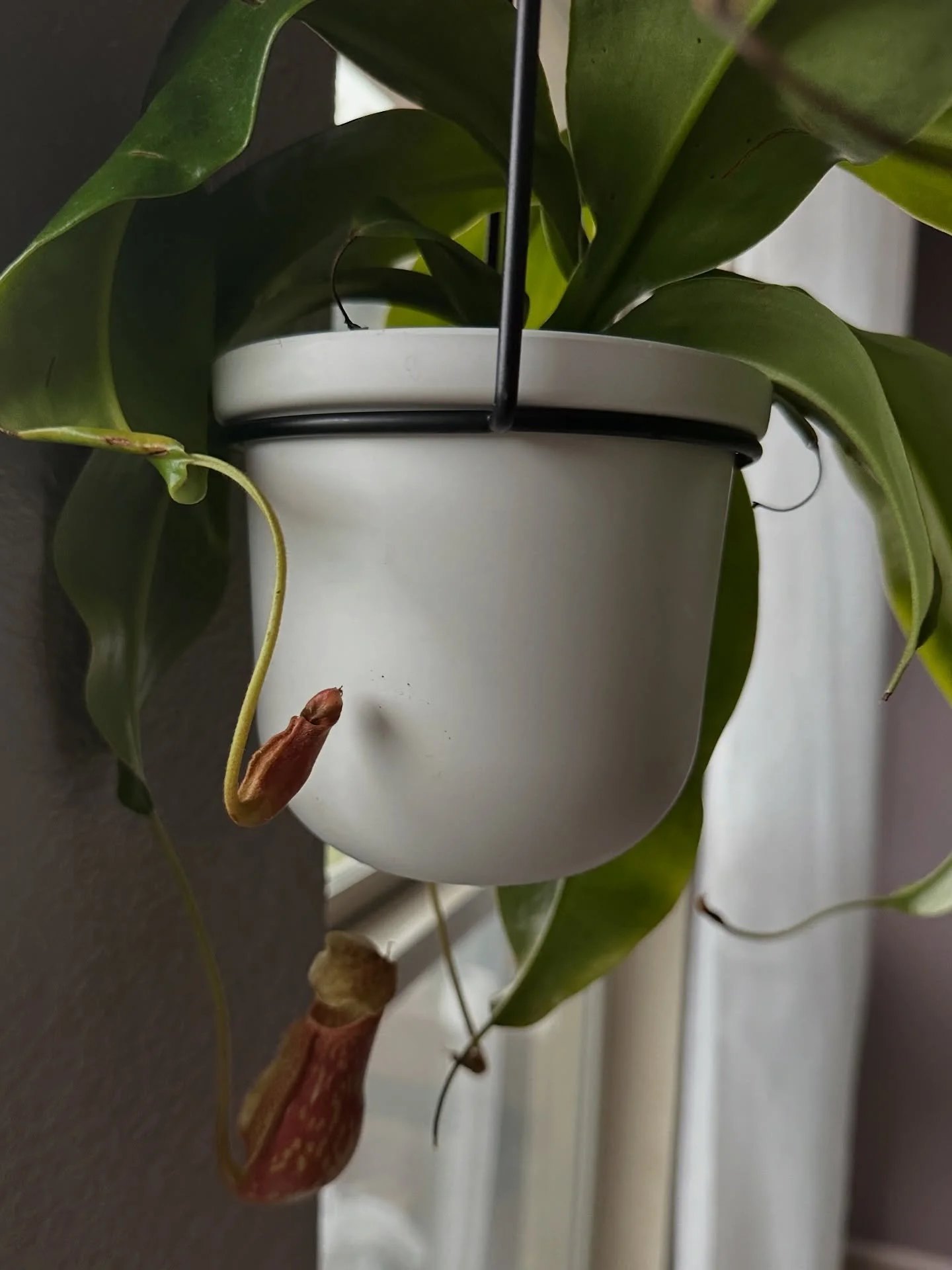 There&rsquo;s something magical about catching a pitcher plant in the right light &mdash; the detail, the shape, the way it completely transforms a window corner. ✨

🌿 Fun fact: pitcher plants are carnivorous! Their modified leaves form &ldquo;pitch