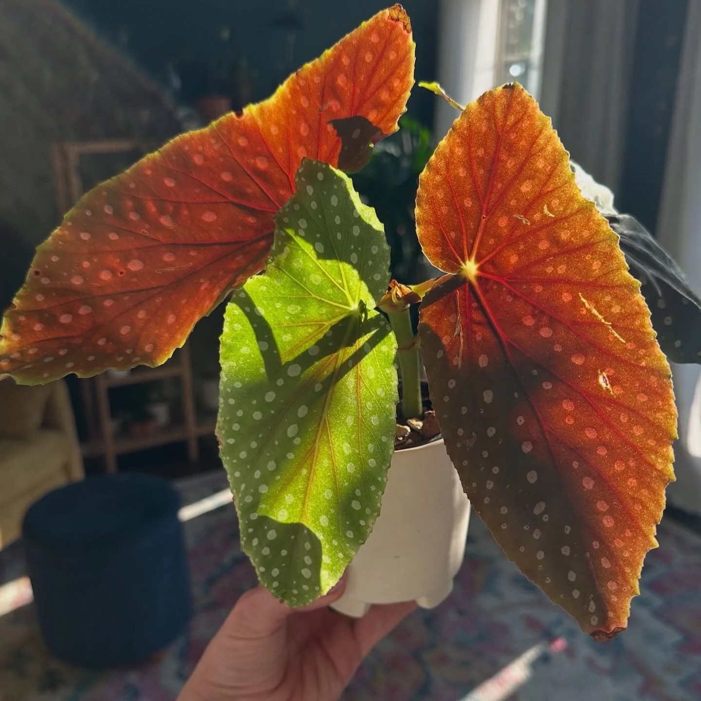 🍁 I&rsquo;m stepping into October with so much gratitude&mdash;both personally and professionally. I&rsquo;ve got several workshops coming up, a fun pop-up, and client projects in the works that I can&rsquo;t wait to share. This Begonia glowing in t
