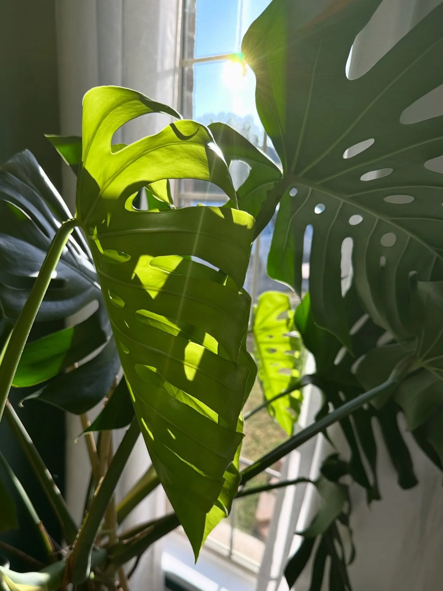 The beauty of growth never gets old. Every new leaf reminds me that patience pays off &mdash; in plants, in business, and in life. 🌿

I&rsquo;ll be popping up around Dallas the next few weekends and wrapping up the month with my terrarium workshop &