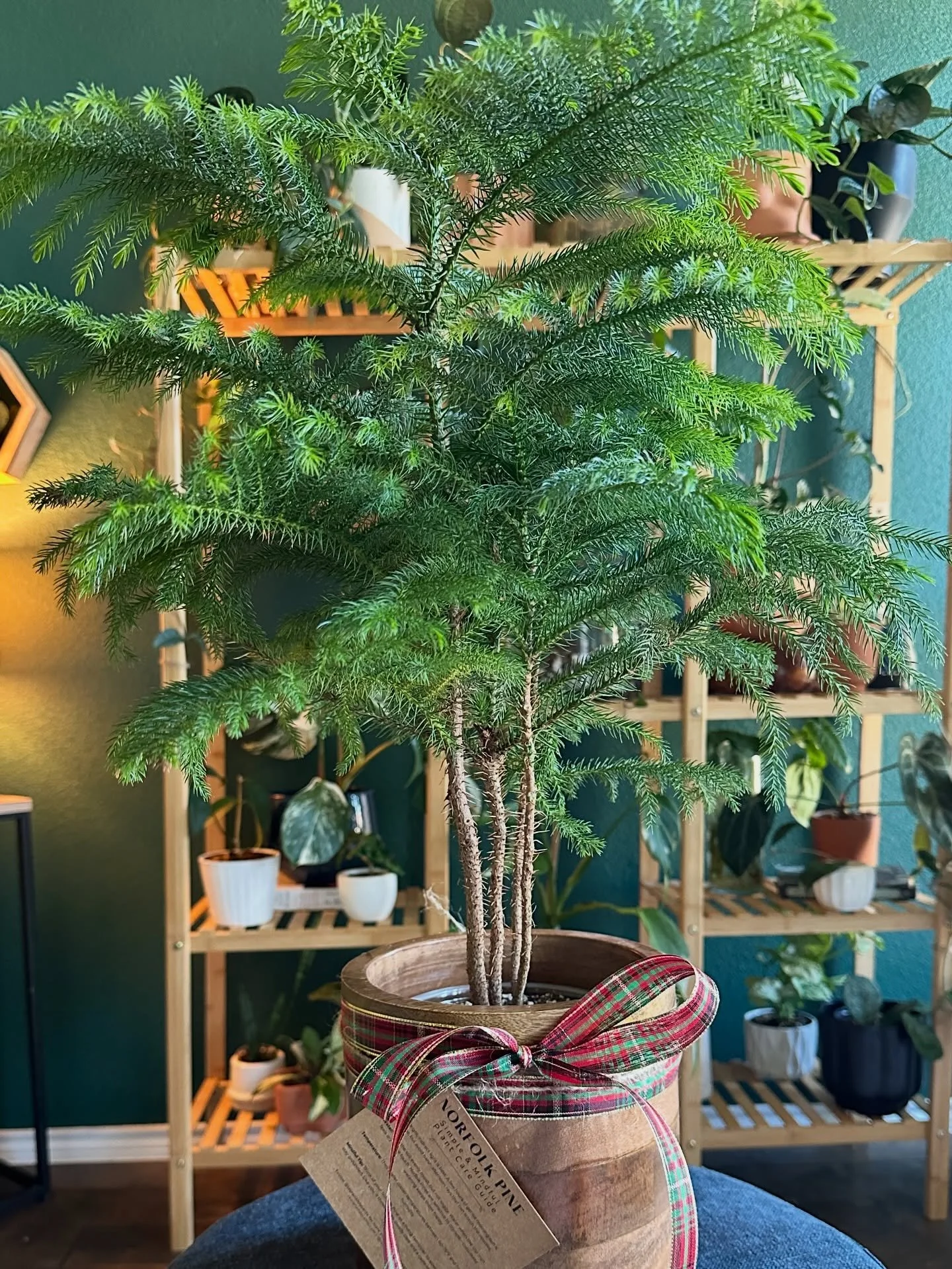 I styled  this Norfolk Pine for @newhomedreamsbymary Christmas event and loved how simple and festive it turned out. If you&rsquo;re wanting to give a thoughtful plant gift for family, friends, or clients this season, I&rsquo;m taking holiday orders 