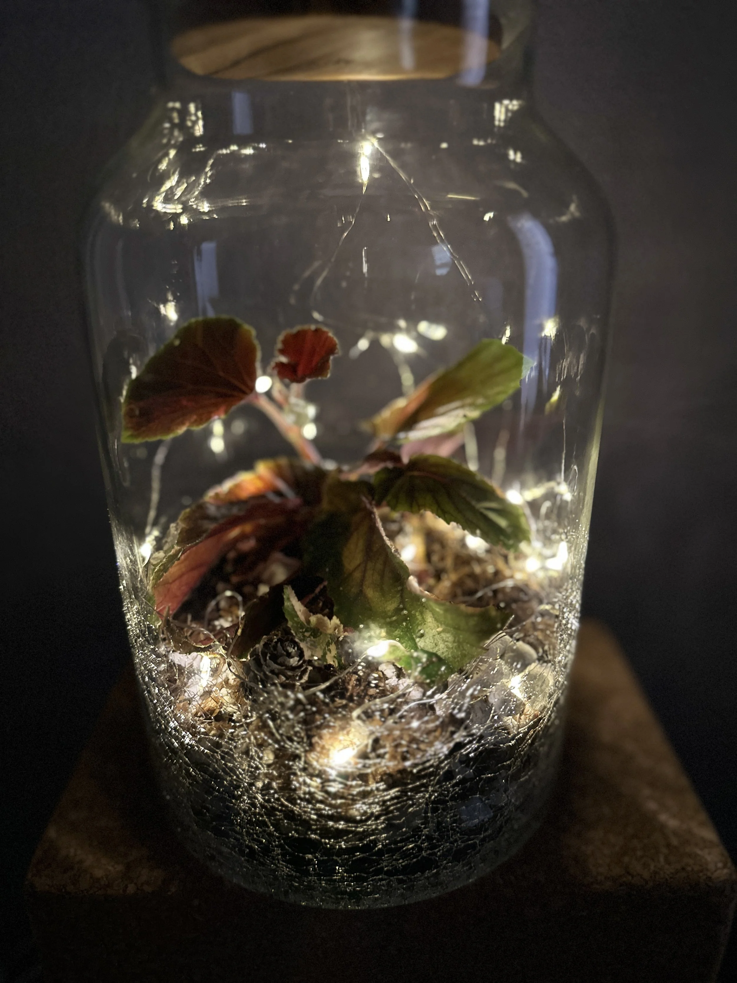 A Cozy and Creative Plant Experience for the Holiday Season in the DFW Area