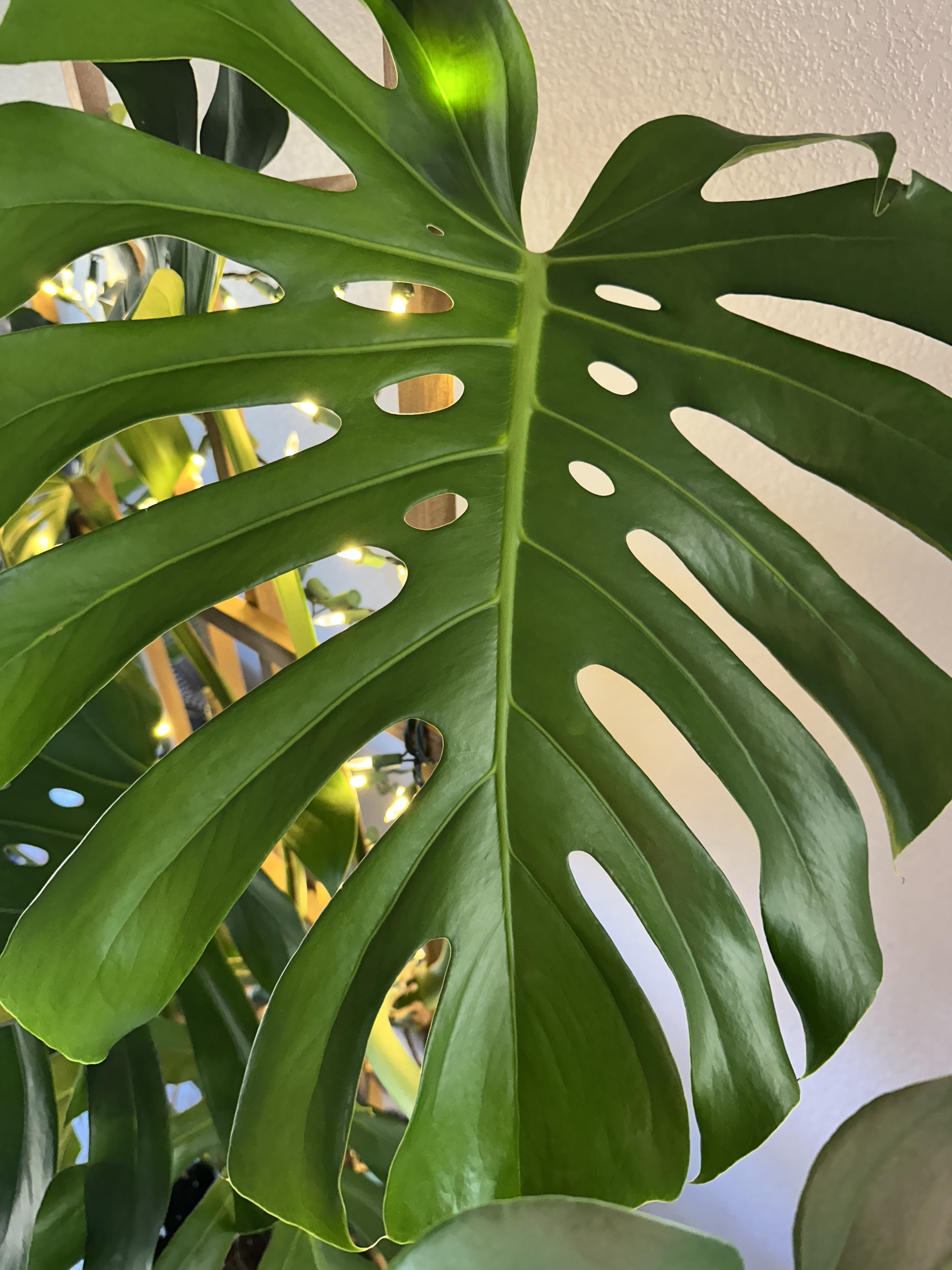 5 Beautiful Indoor Plants That Thrive in Bright Fort Worth Homes